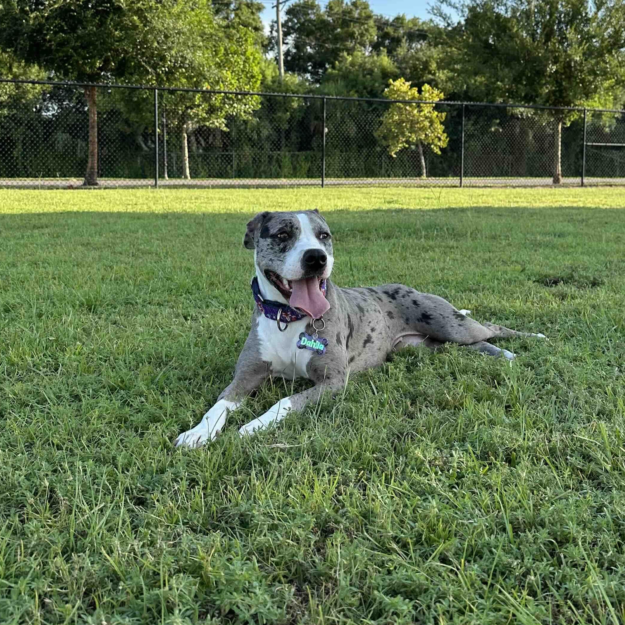 Dahlia (Dali), a Adoptable mixed breed in New Port Richey, FL image 4/6