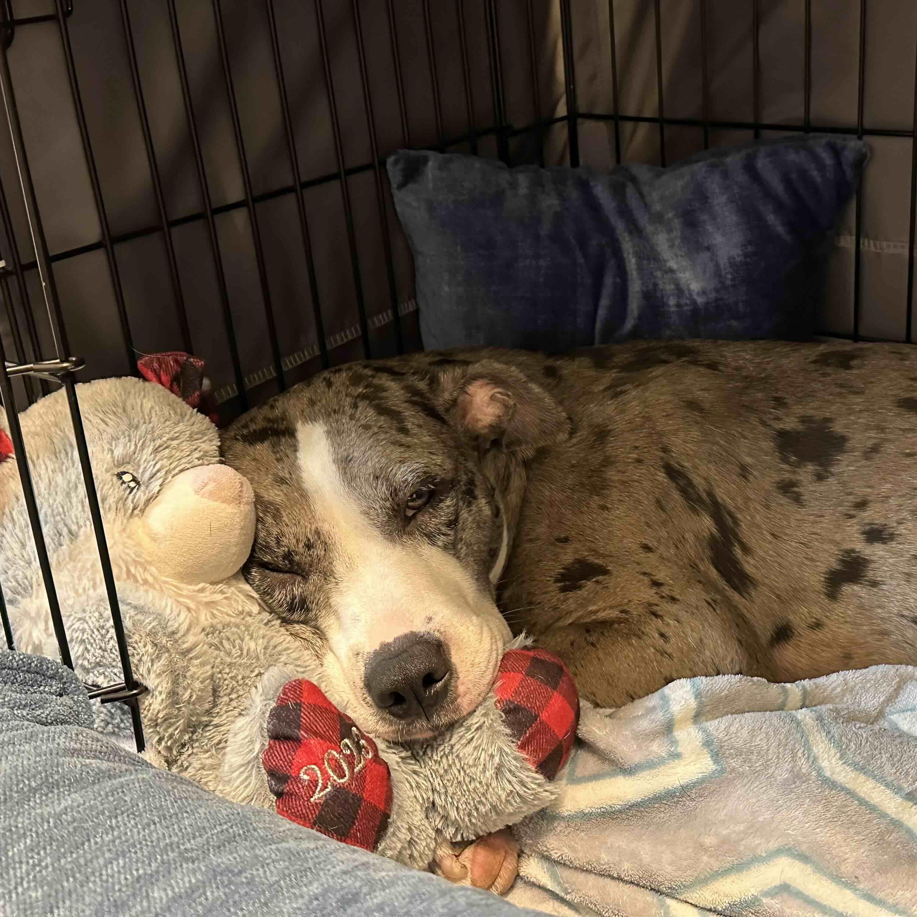 Dahlia (Dali), a Adoptable mixed breed in New Port Richey, FL image 3/6