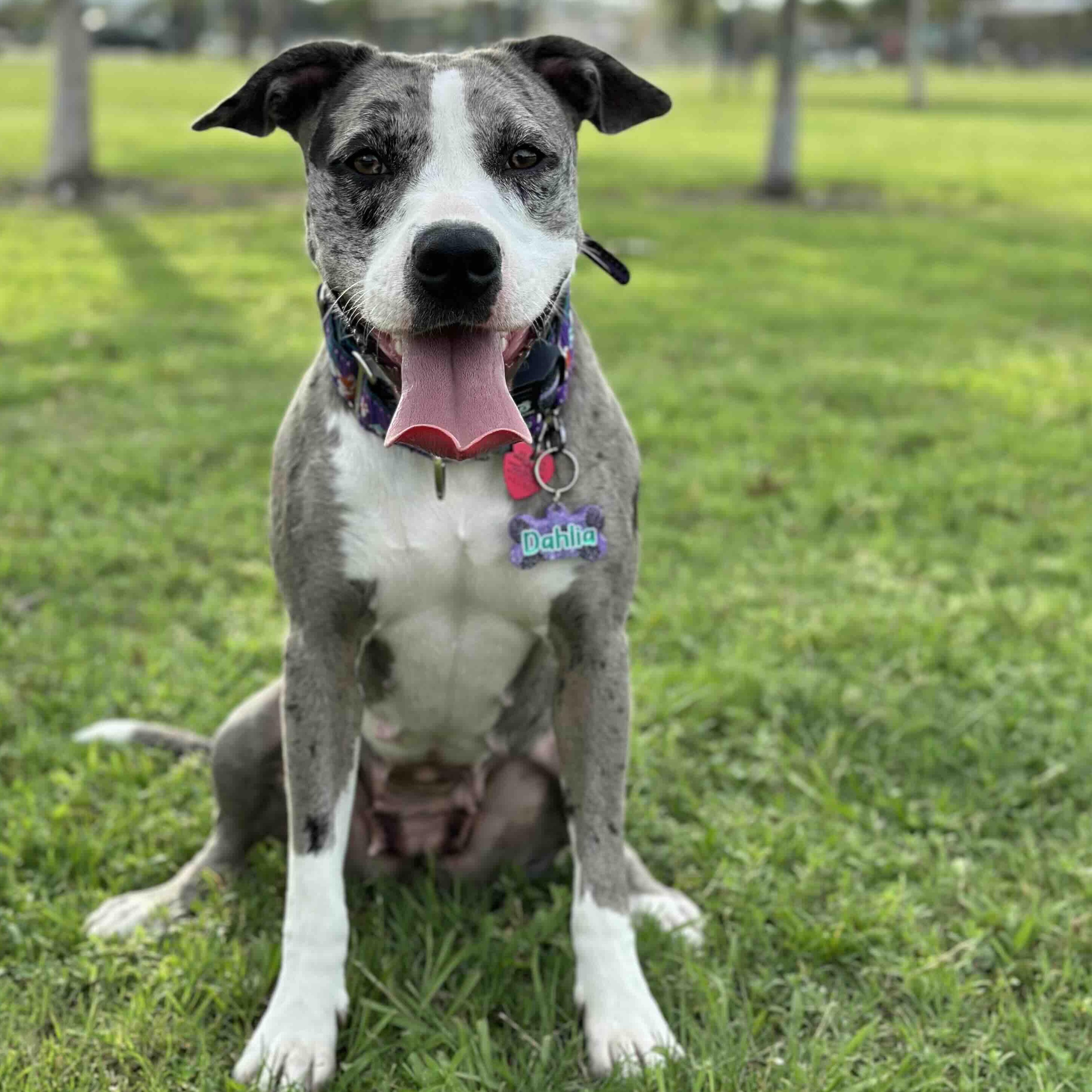 Dahlia (Dali), a Adoptable mixed breed in New Port Richey, FL image 1/6