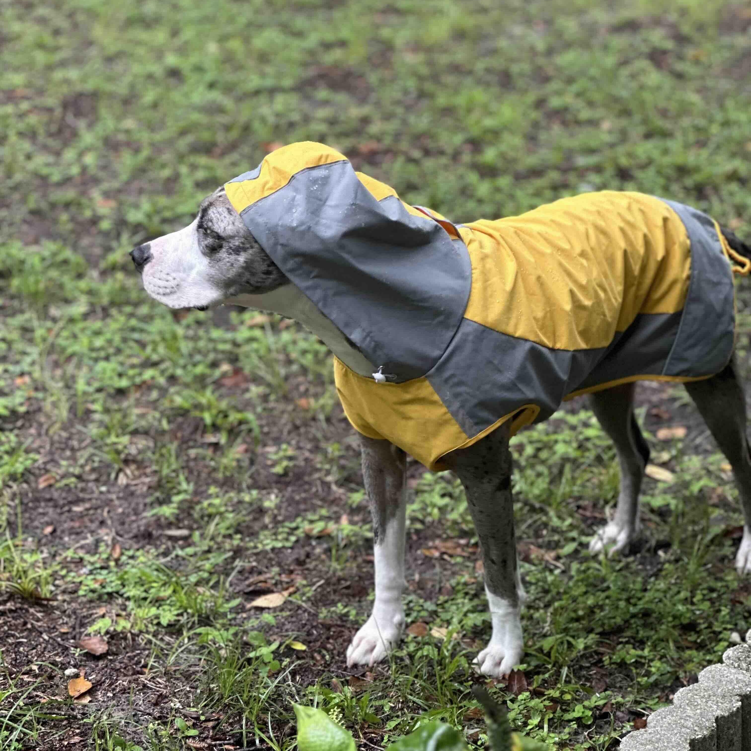 Dahlia (Dali), a Adoptable mixed breed in New Port Richey, FL image 6/6