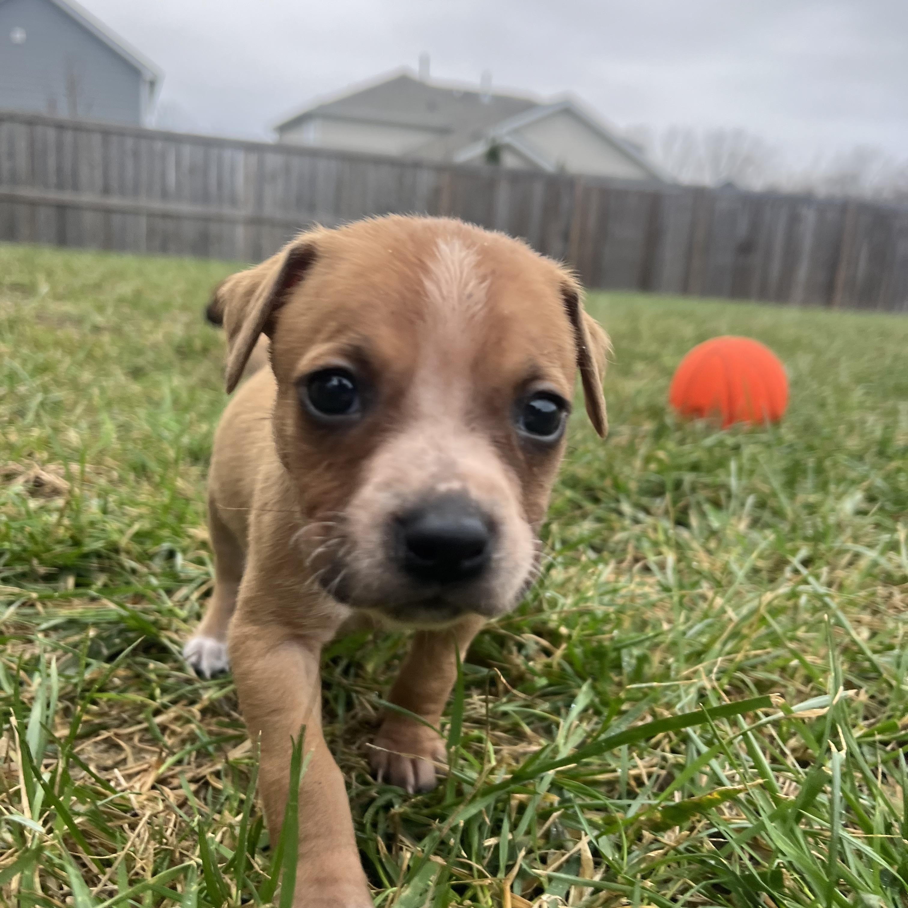 Enlarge Maple, a ADOPTABLE mixed breed in Spring hill, TN image 1/6