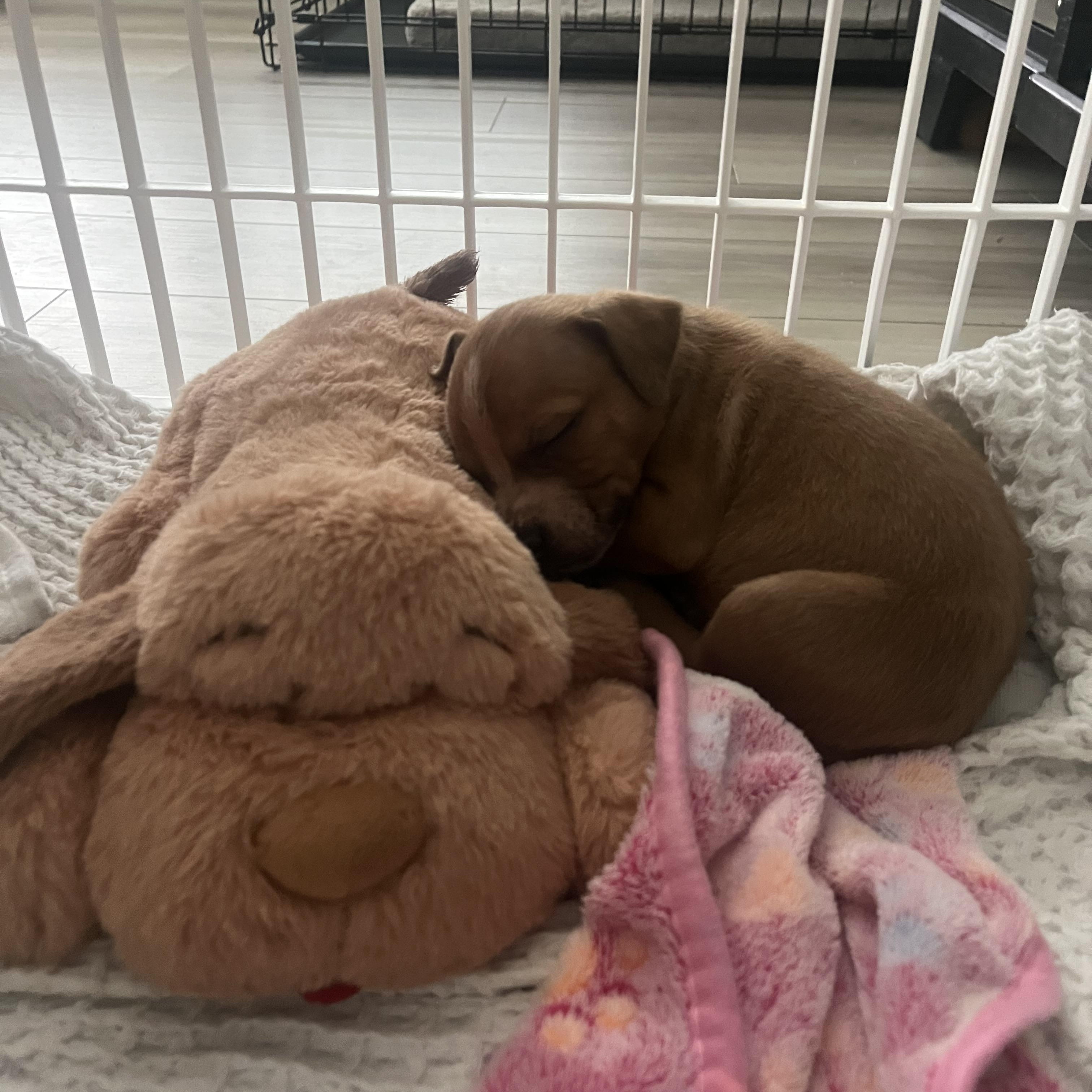 Enlarge Maple, a ADOPTABLE mixed breed in Spring hill, TN image 4/6