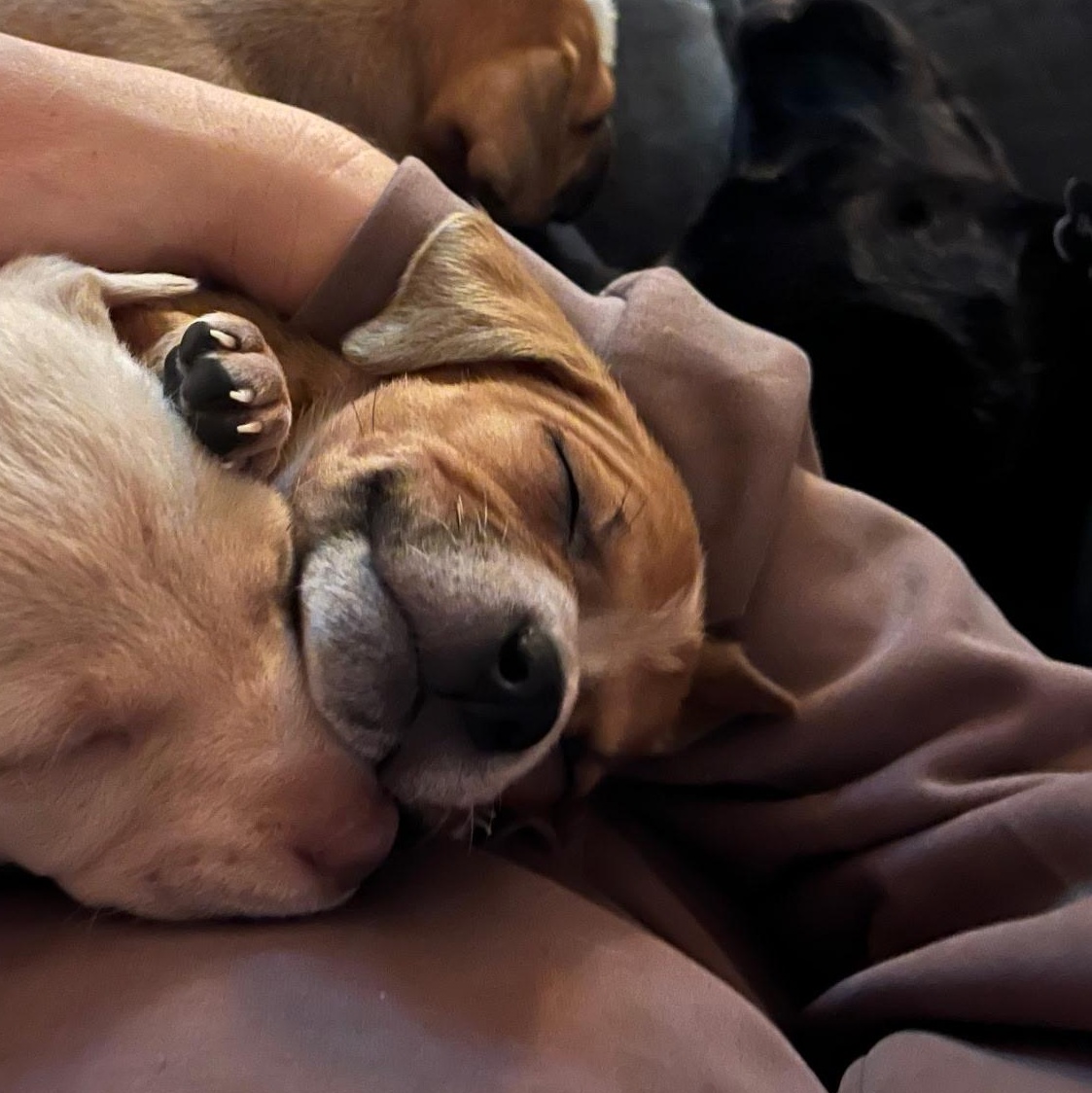 Enlarge Maple, a ADOPTABLE mixed breed in Spring hill, TN image 5/6