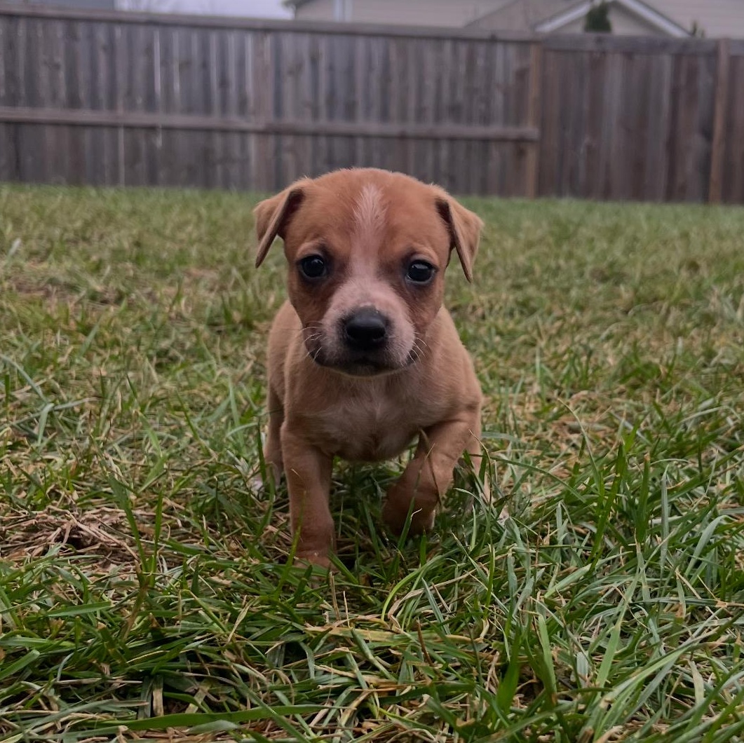 Enlarge Maple, a ADOPTABLE mixed breed in Spring hill, TN image 3/6