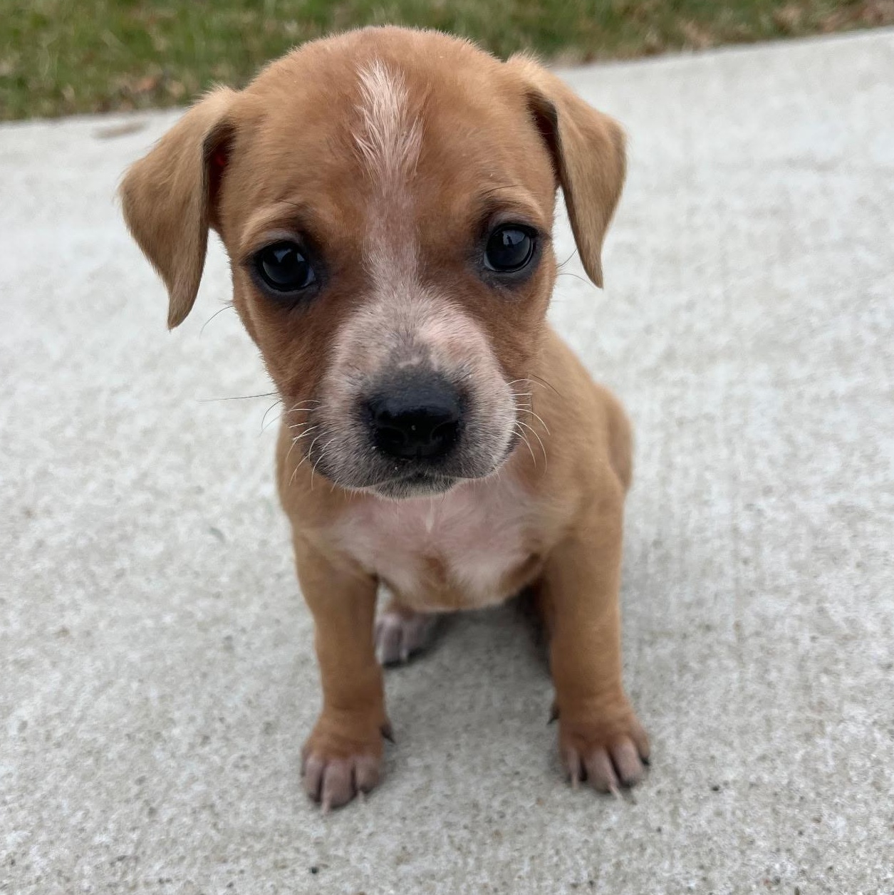 Maple, ADOPTABLE, Puppy Female Mixed Breed.