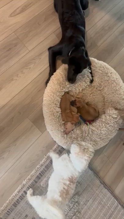 Enlarge Maple, a ADOPTABLE mixed breed in Spring hill, TN video 6/6