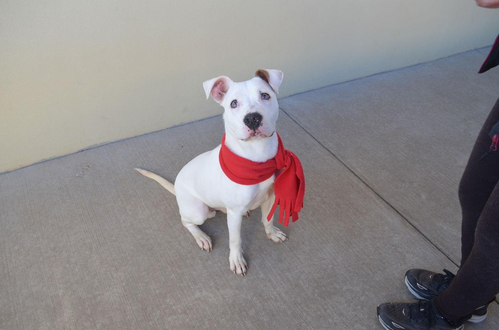 Enlarge Sprout, a Adoptable Pit Bull Terrier in McKinney, TX image 1/3