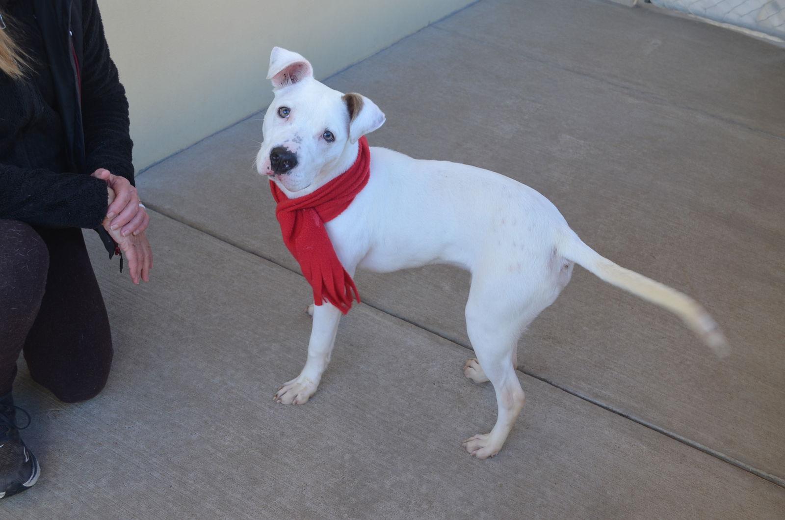Enlarge Sprout, a Adoptable Pit Bull Terrier in McKinney, TX image 2/3
