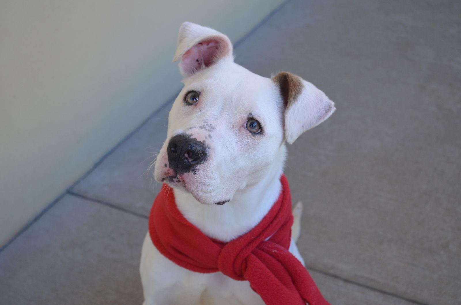 Enlarge Sprout, a Adoptable Pit Bull Terrier in McKinney, TX image 3/3