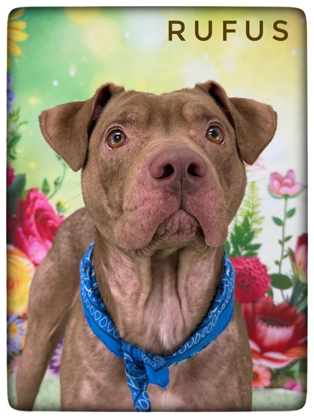 Enlarge Rufus, a ADOPTABLE Mixed Breed in Flint, MI image 1/1