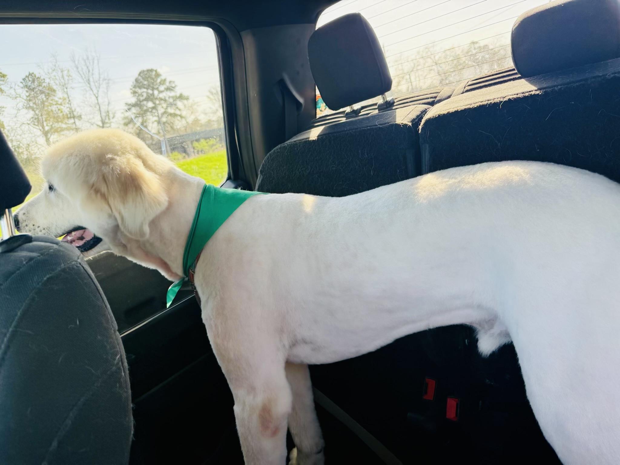 Bruce — thumbnail 4