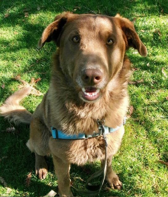 TRUFFLES, Adoptable, Young Male Chesapeake Bay Retriever.
