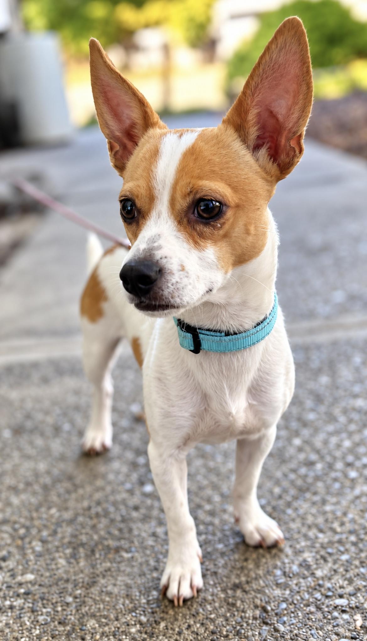 Enlarge Sterling, a Adoptable Chihuahua in Tigard, OR image 2/5