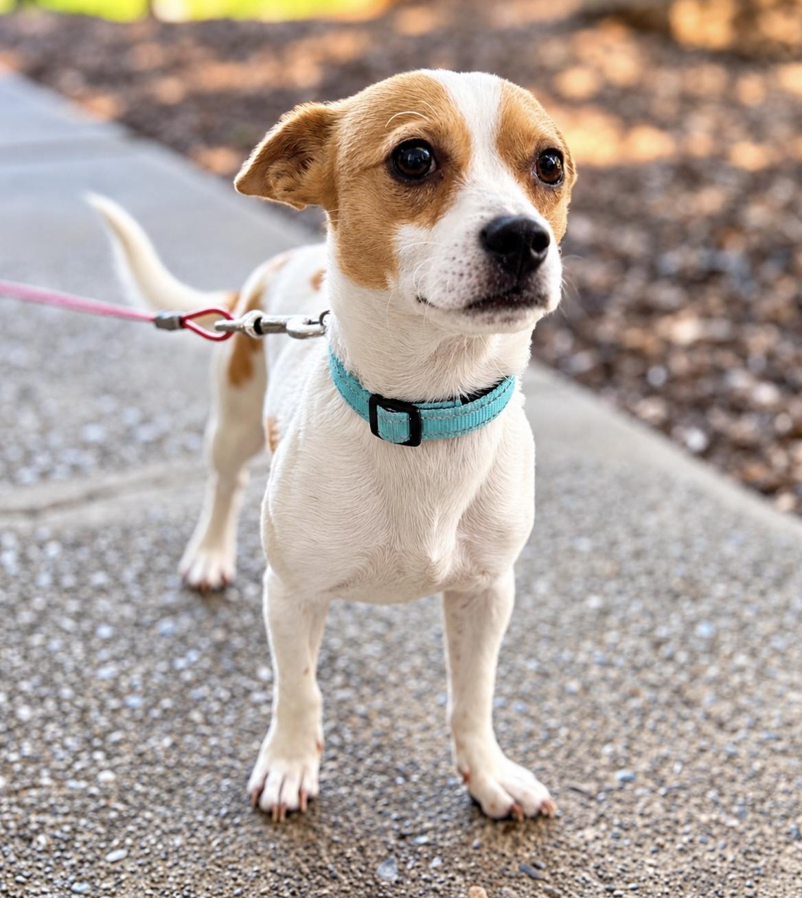 Enlarge Sterling, a Adoptable Chihuahua in Tigard, OR image 3/5