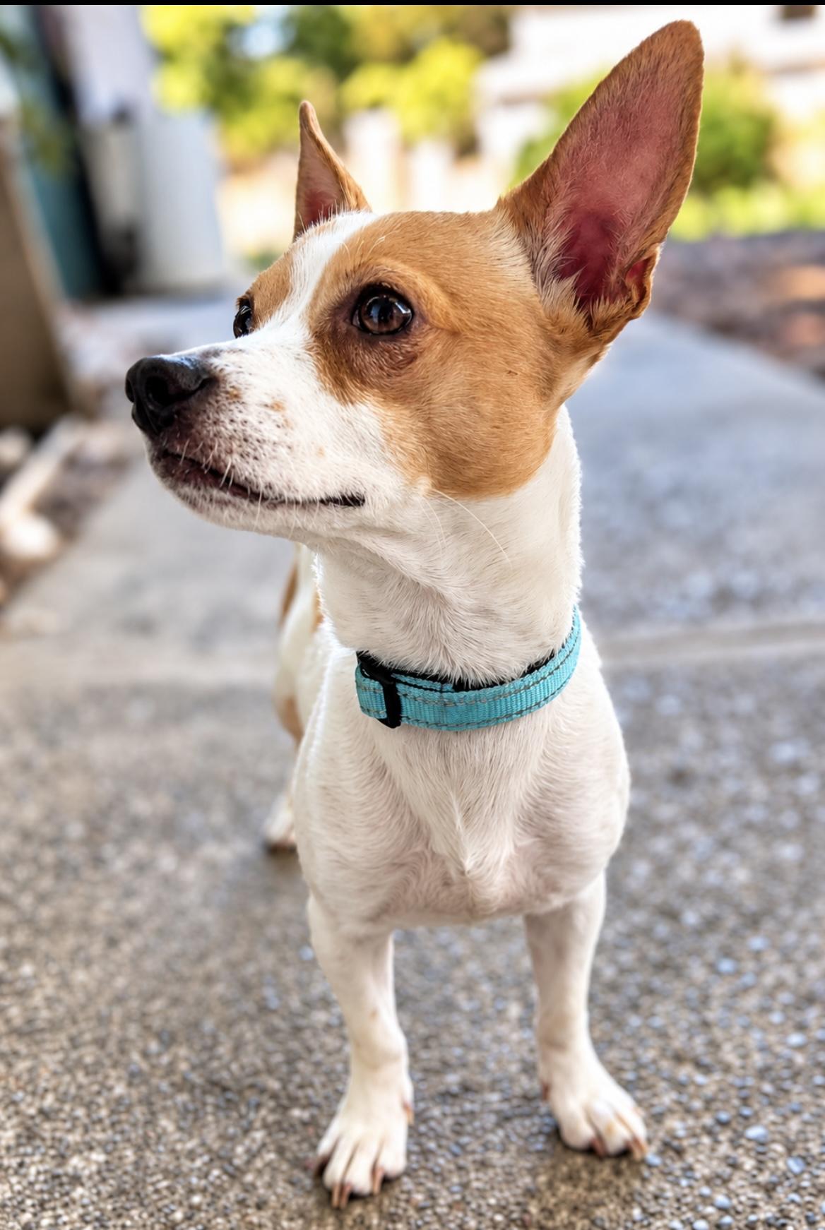 Enlarge Sterling, a Adoptable Chihuahua in Tigard, OR image 4/5