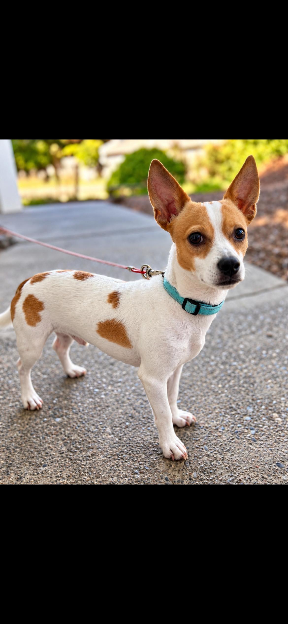 Sterling, Adoptable, Adult Male Chihuahua.