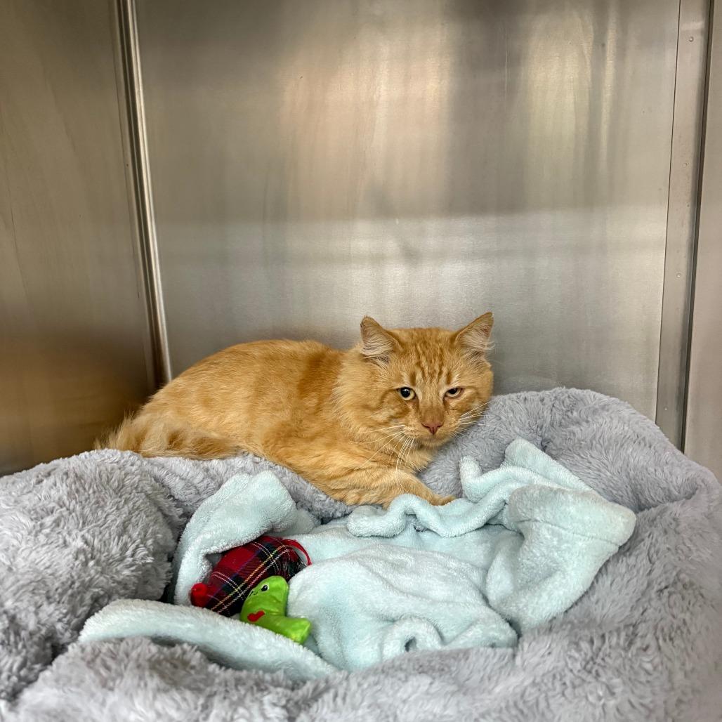 Cheddar, Adoptable, Adult Male Domestic Medium Hair.