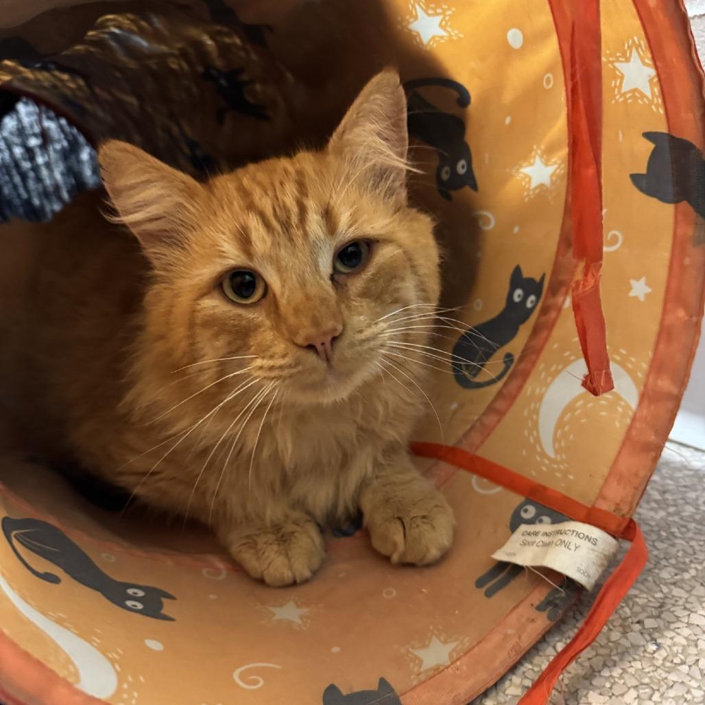 Enlarge Cheddar, a Adoptable Domestic Medium Hair in Buellton, CA image 2/3