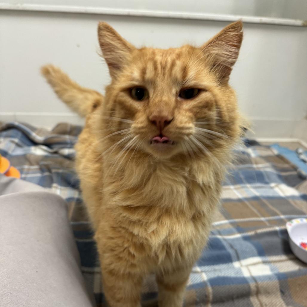 Enlarge Cheddar, a Adoptable Domestic Medium Hair in Buellton, CA image 3/3