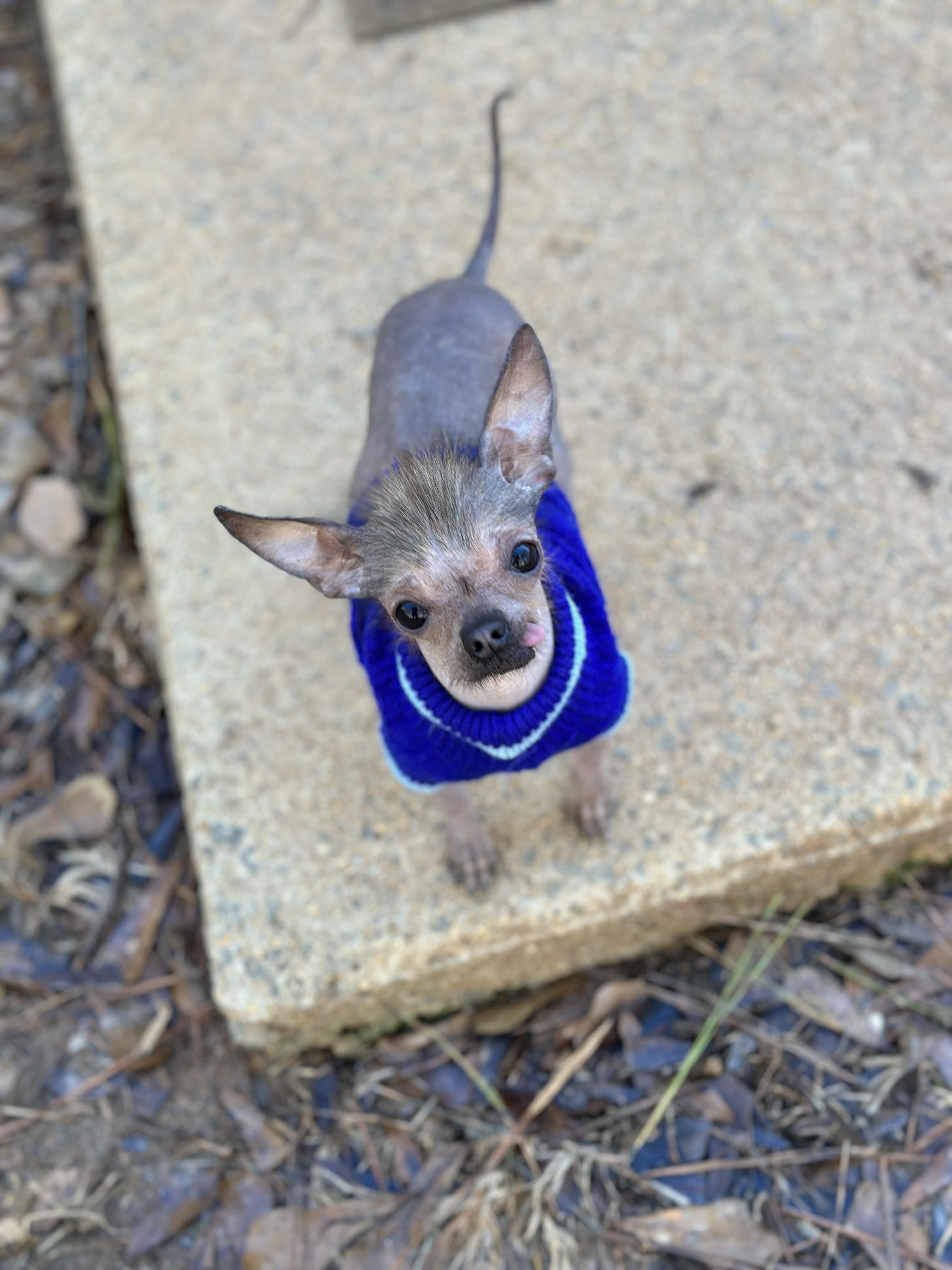 Enlarge Earl, a ADOPTABLE mixed breed in Atlanta, GA image 3/4