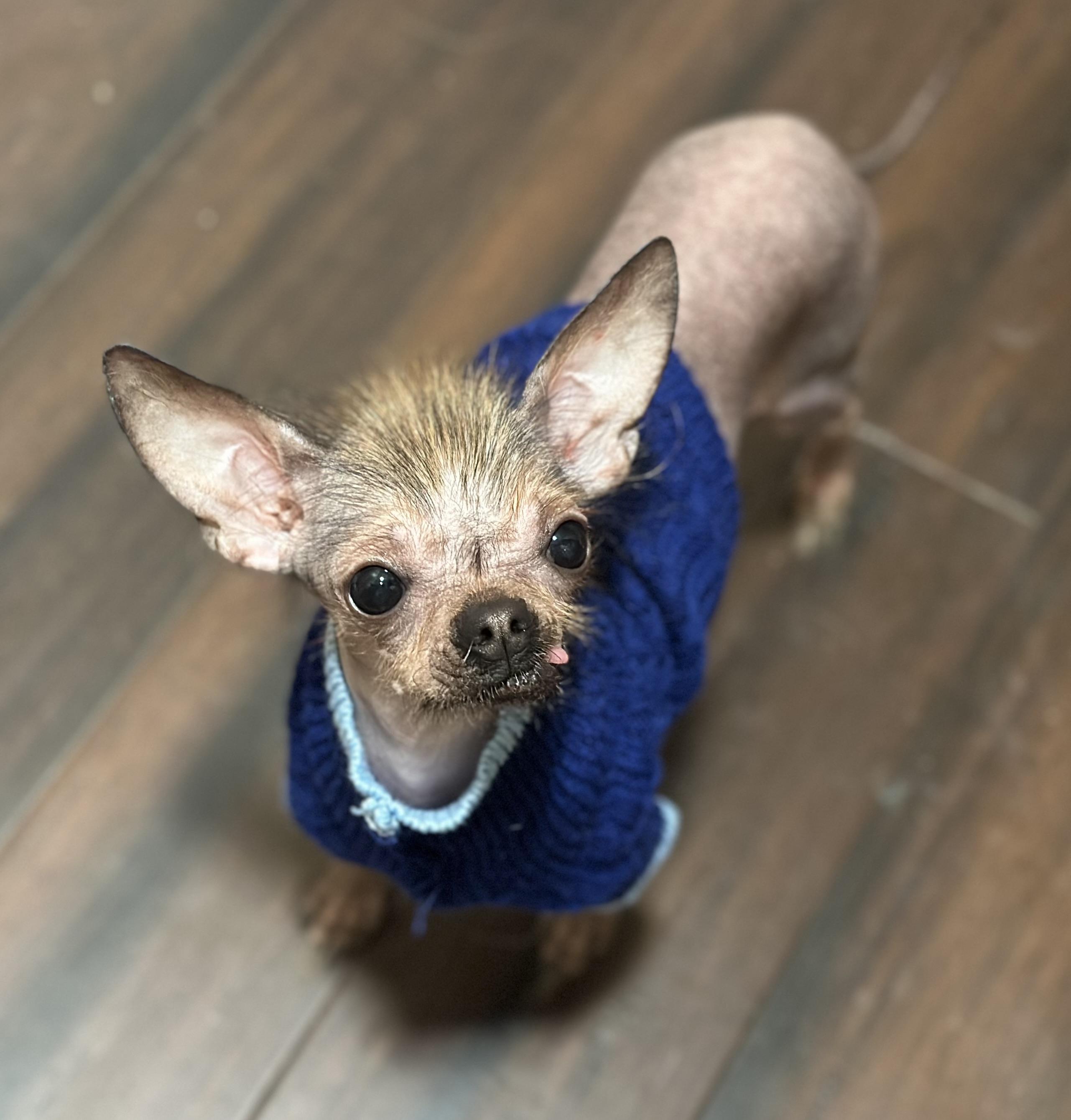 Earl, ADOPTABLE, Young Male Xoloitzcuintli / Mexican Hairless & Chihuahua.