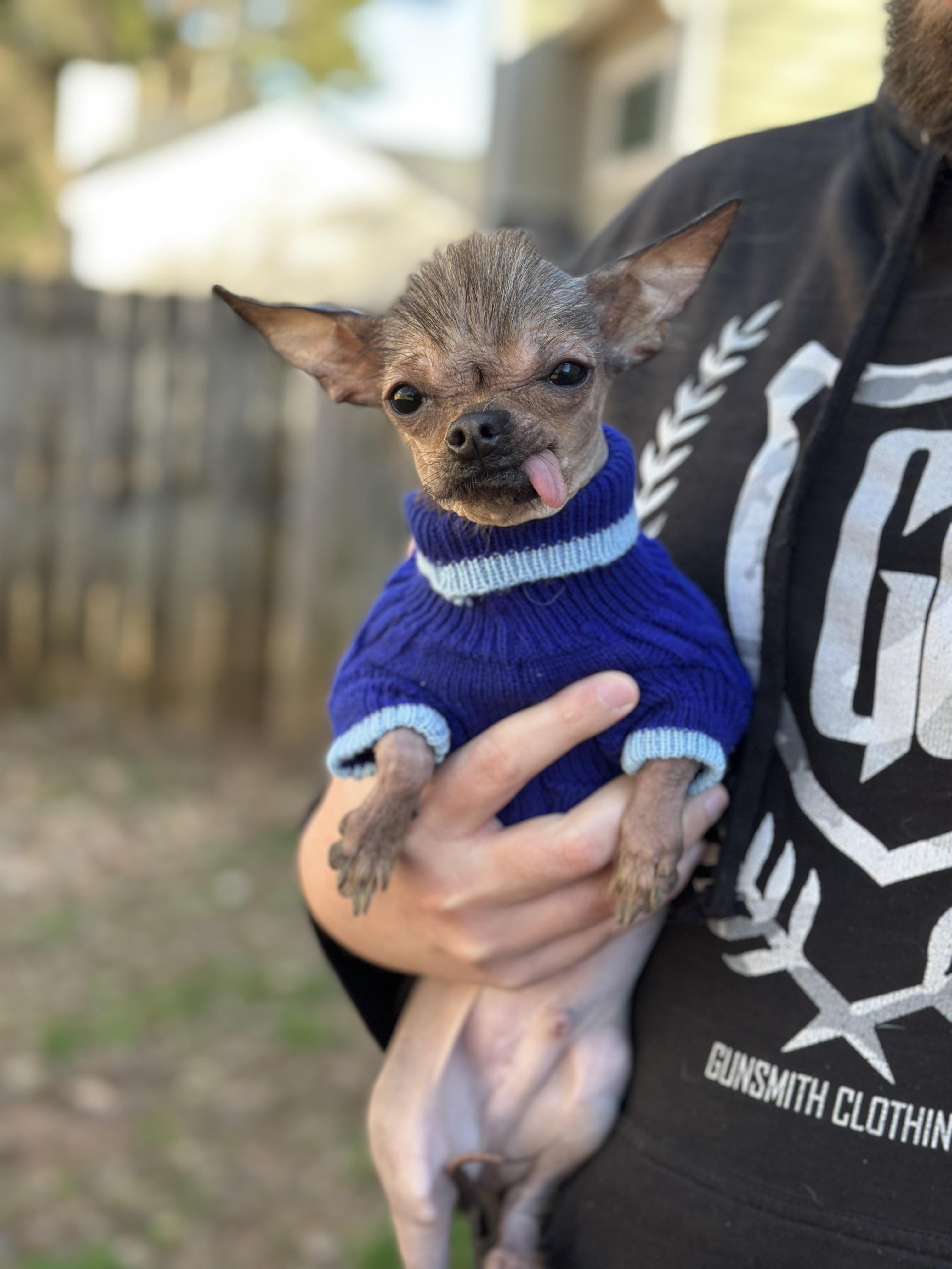 Enlarge Earl, a ADOPTABLE mixed breed in Atlanta, GA image 4/4