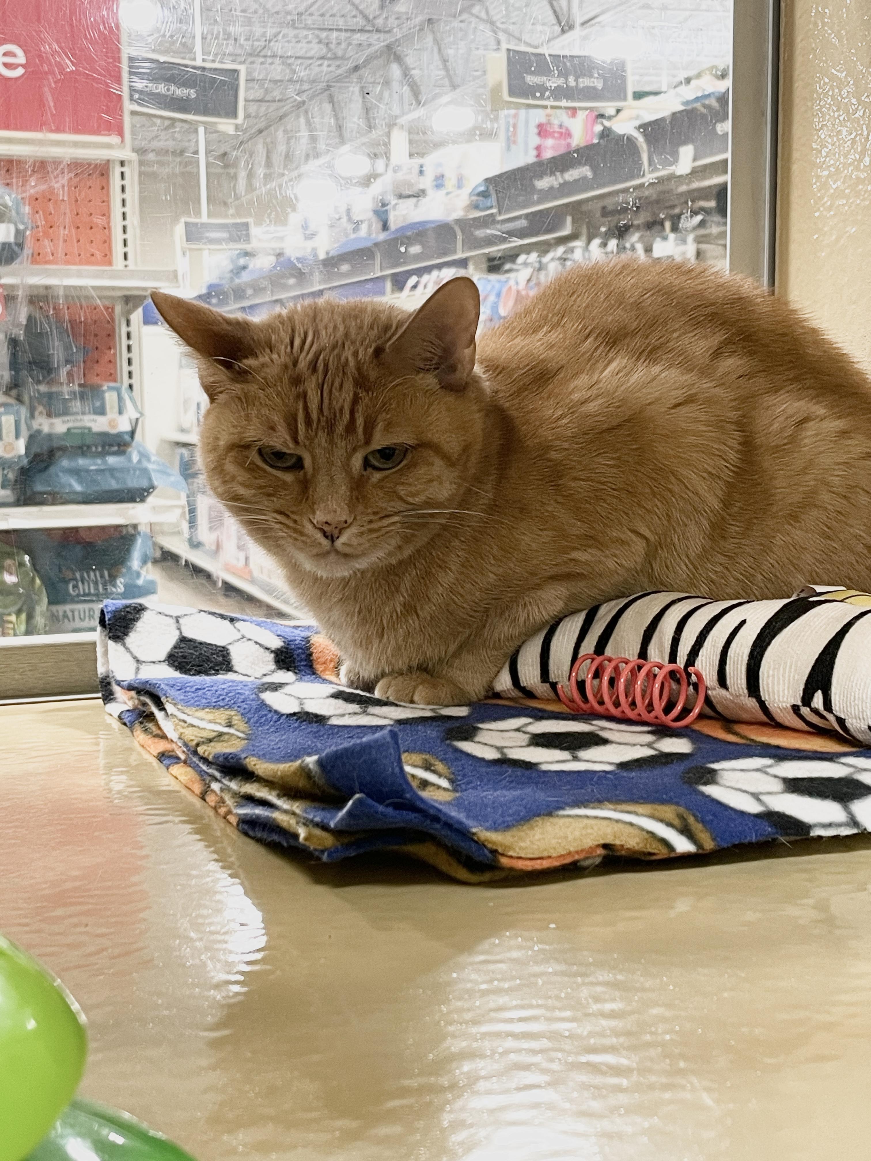 Ginger, a Adoptable Domestic Short Hair in Charlotte, NC image 2/4