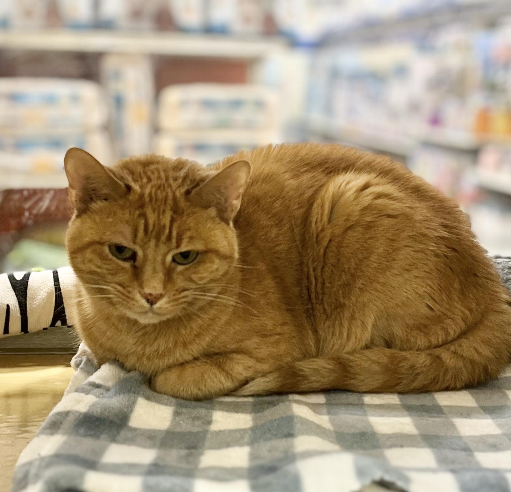 Ginger, a Adoptable Domestic Short Hair in Charlotte, NC image 1/4
