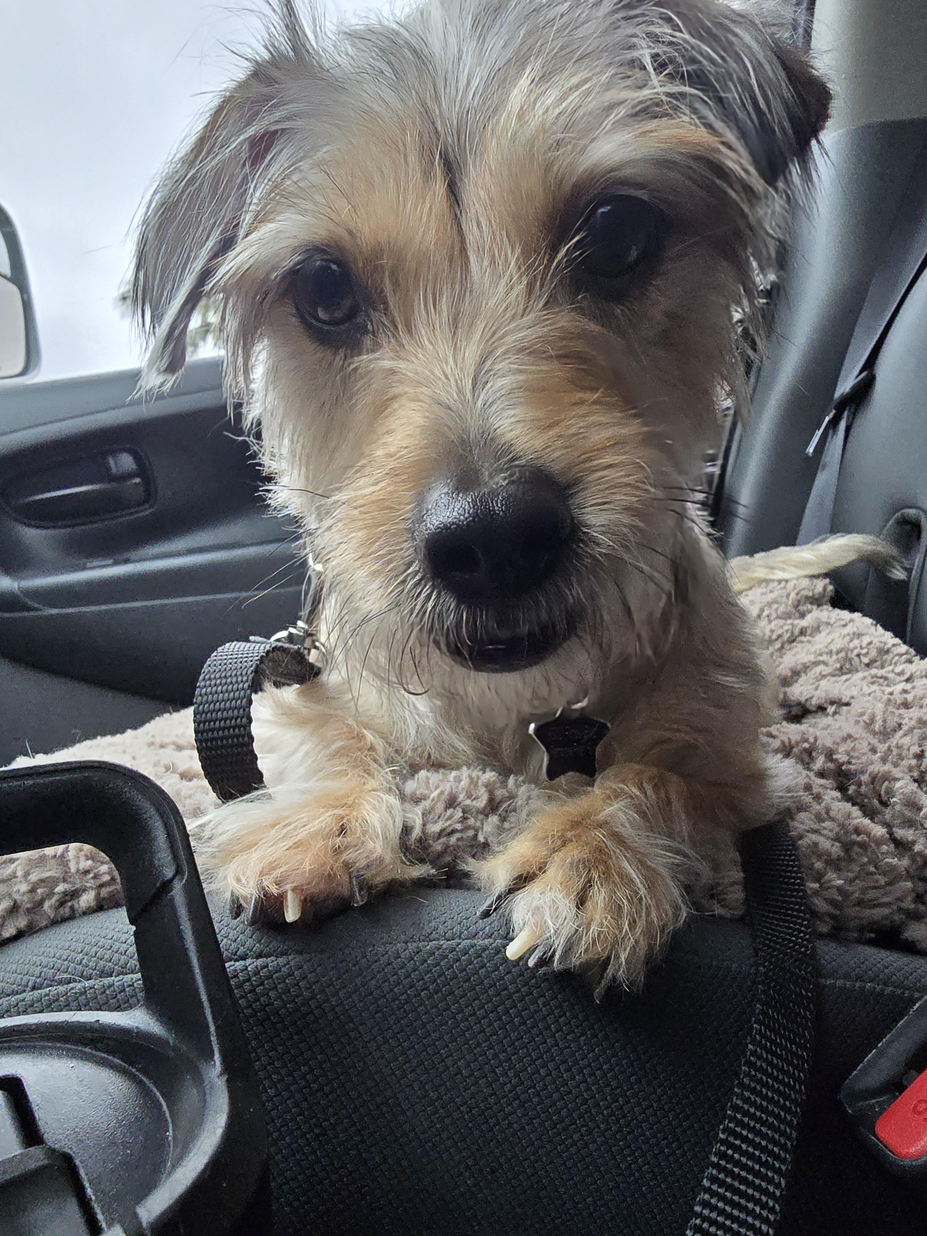 Enlarge Valentina, a ADOPTABLE mixed breed in Pembroke Pines, FL image 2/6
