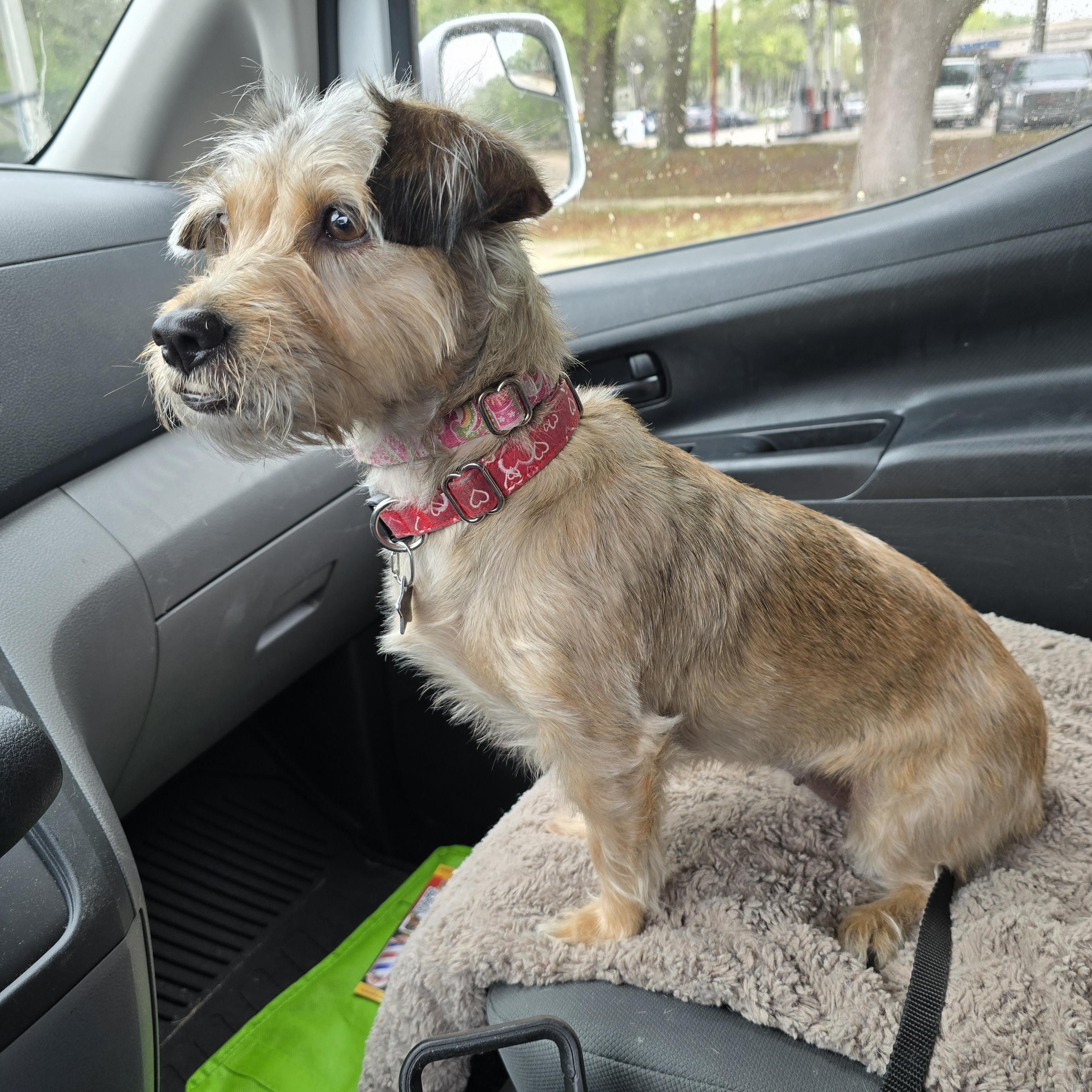 Enlarge Valentina, a ADOPTABLE mixed breed in Pembroke Pines, FL image 3/6