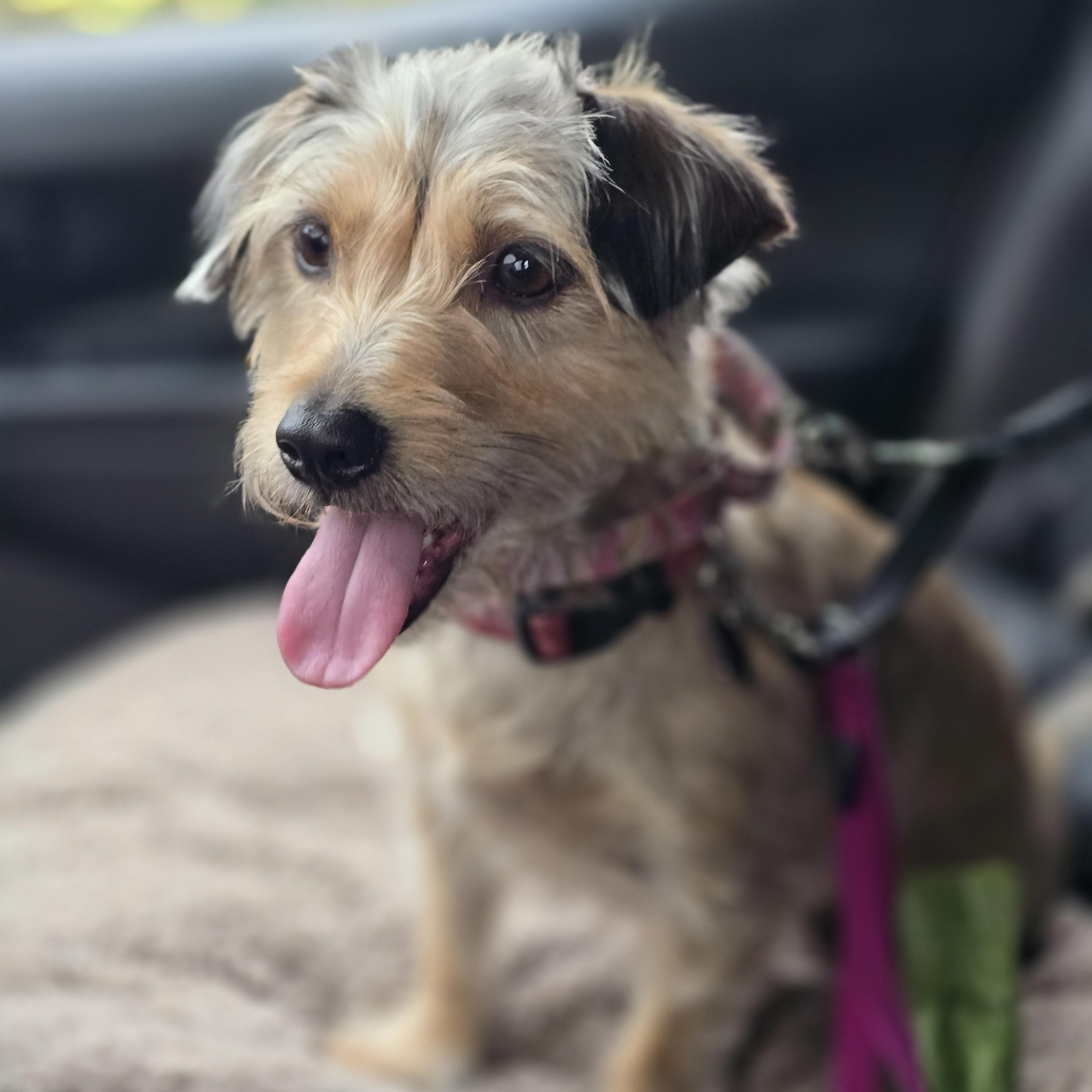 Enlarge Valentina, a ADOPTABLE mixed breed in Pembroke Pines, FL image 5/6