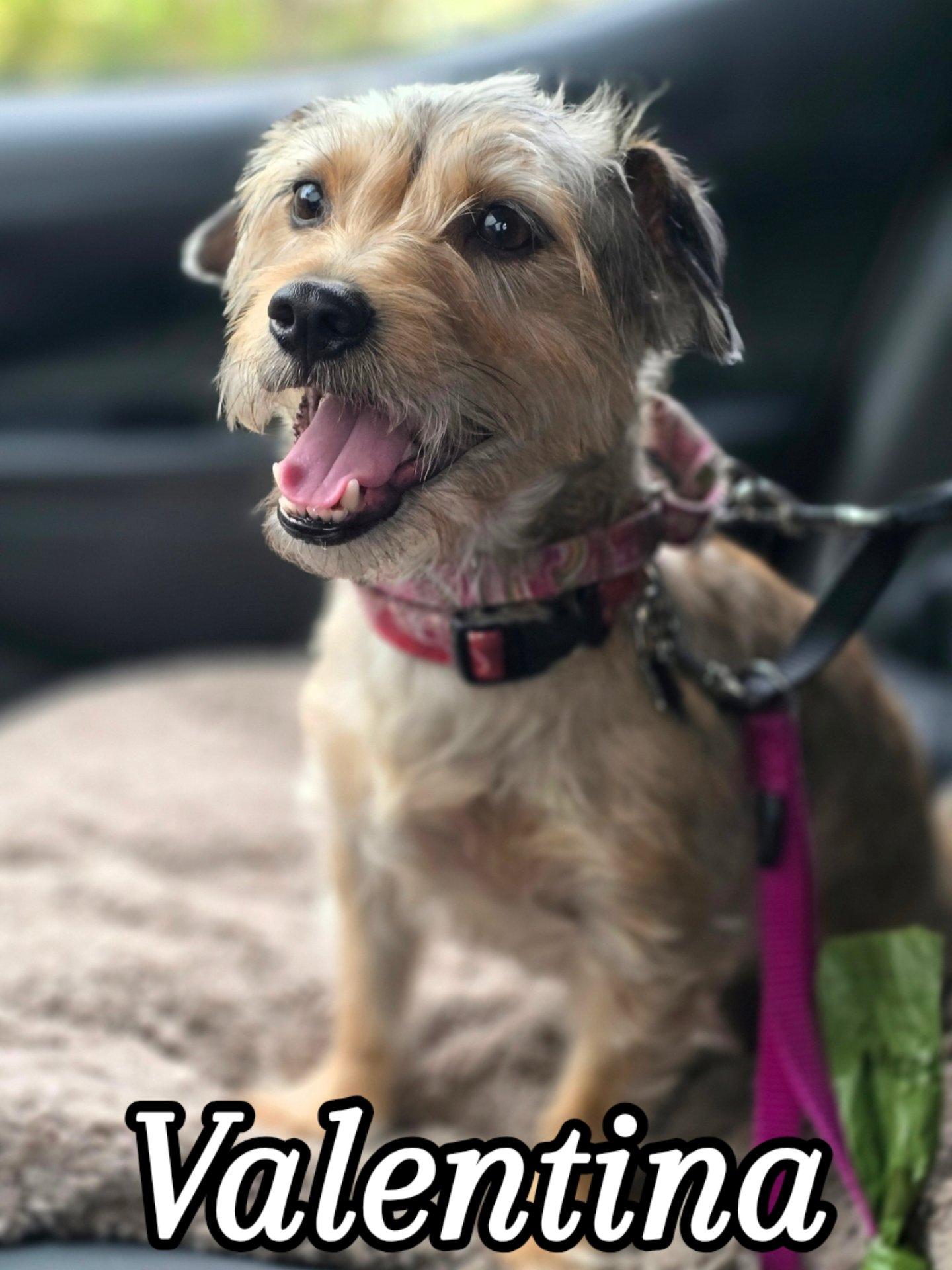 Enlarge Valentina, a ADOPTABLE mixed breed in Pembroke Pines, FL image 1/6