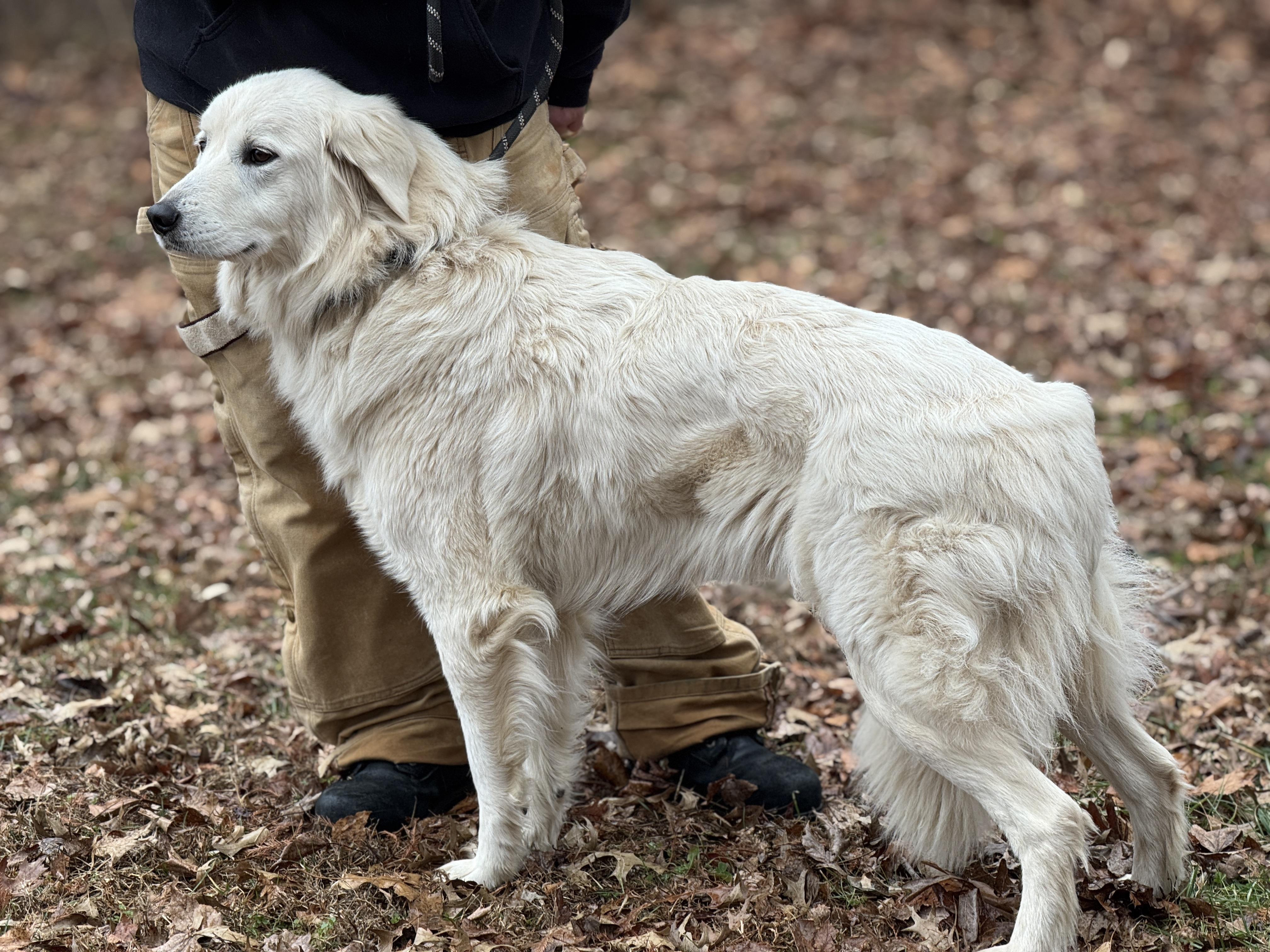 Enlarge Sugar Lump, a ADOPTABLE mixed breed in Richmond, VA image 3/5