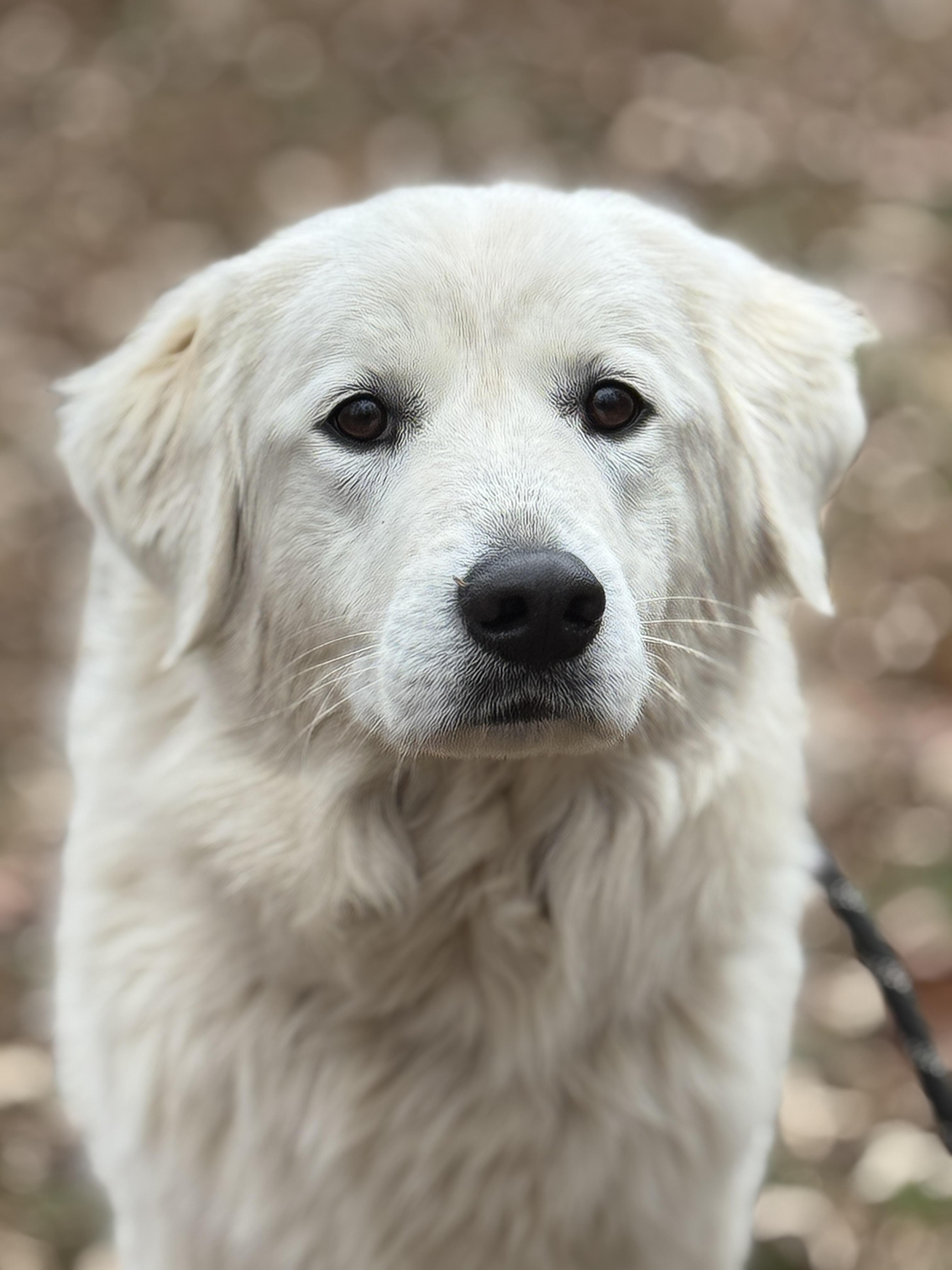 Enlarge Sugar Lump, a ADOPTABLE mixed breed in Richmond, VA image 1/5