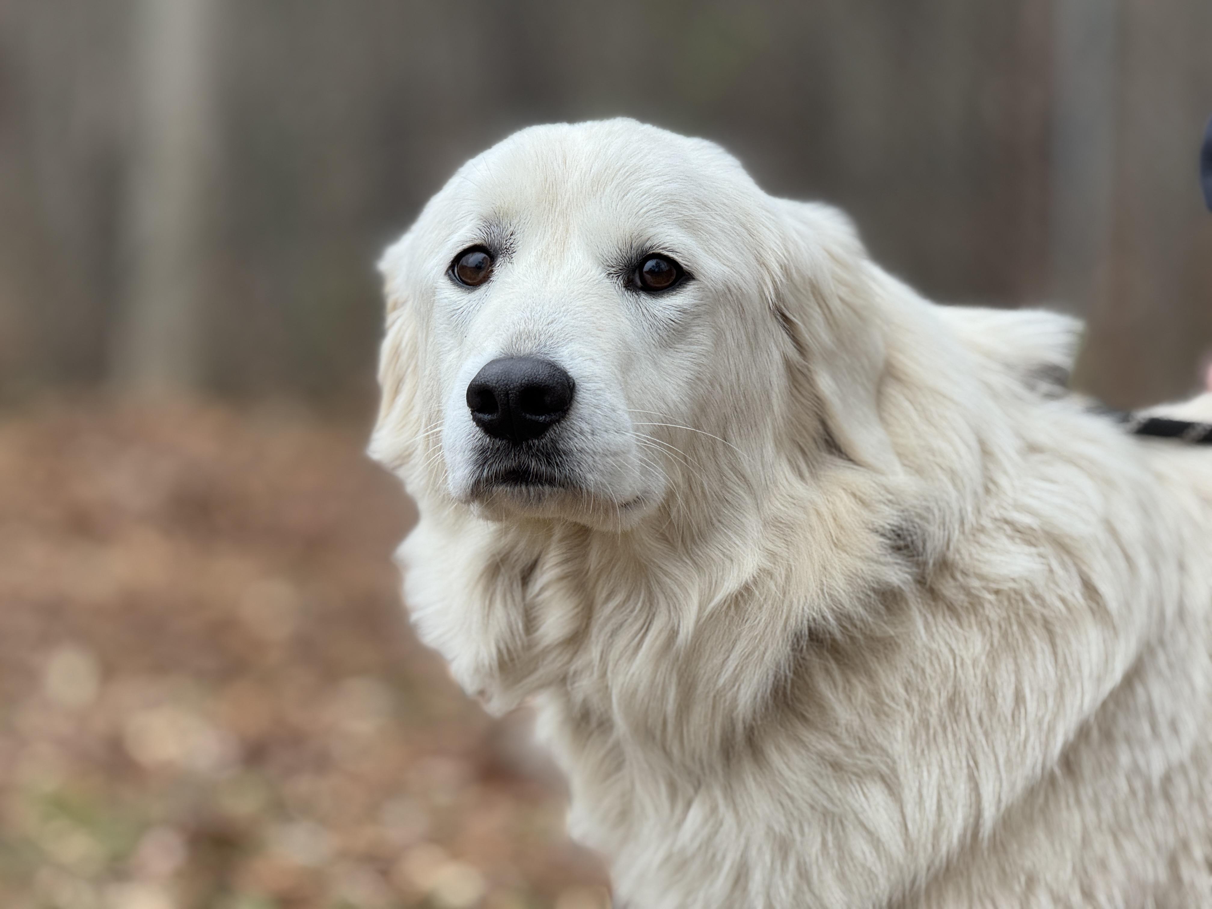Enlarge Sugar Lump, a ADOPTABLE mixed breed in Richmond, VA image 4/5