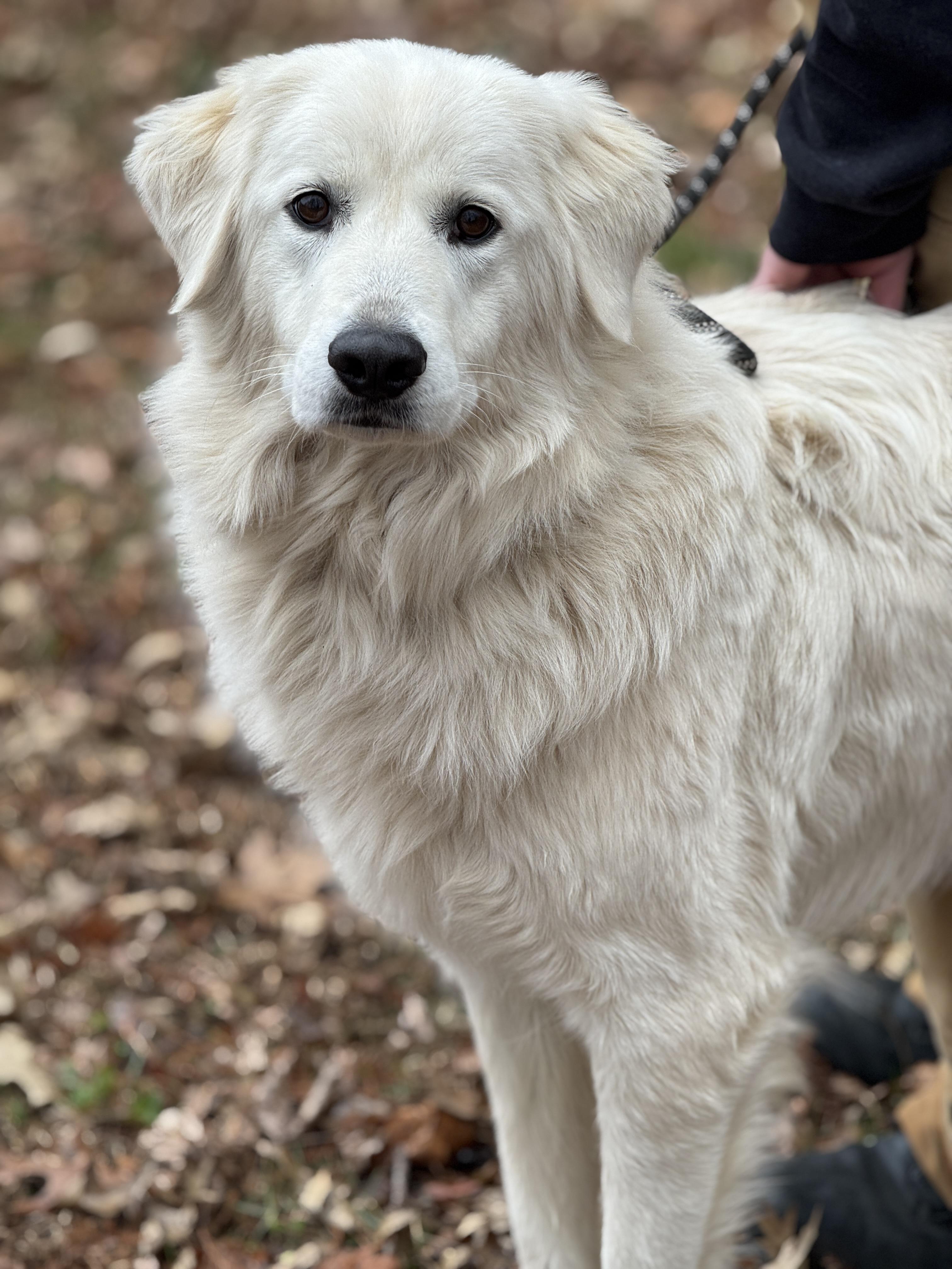 Enlarge Sugar Lump, a ADOPTABLE mixed breed in Richmond, VA image 2/5