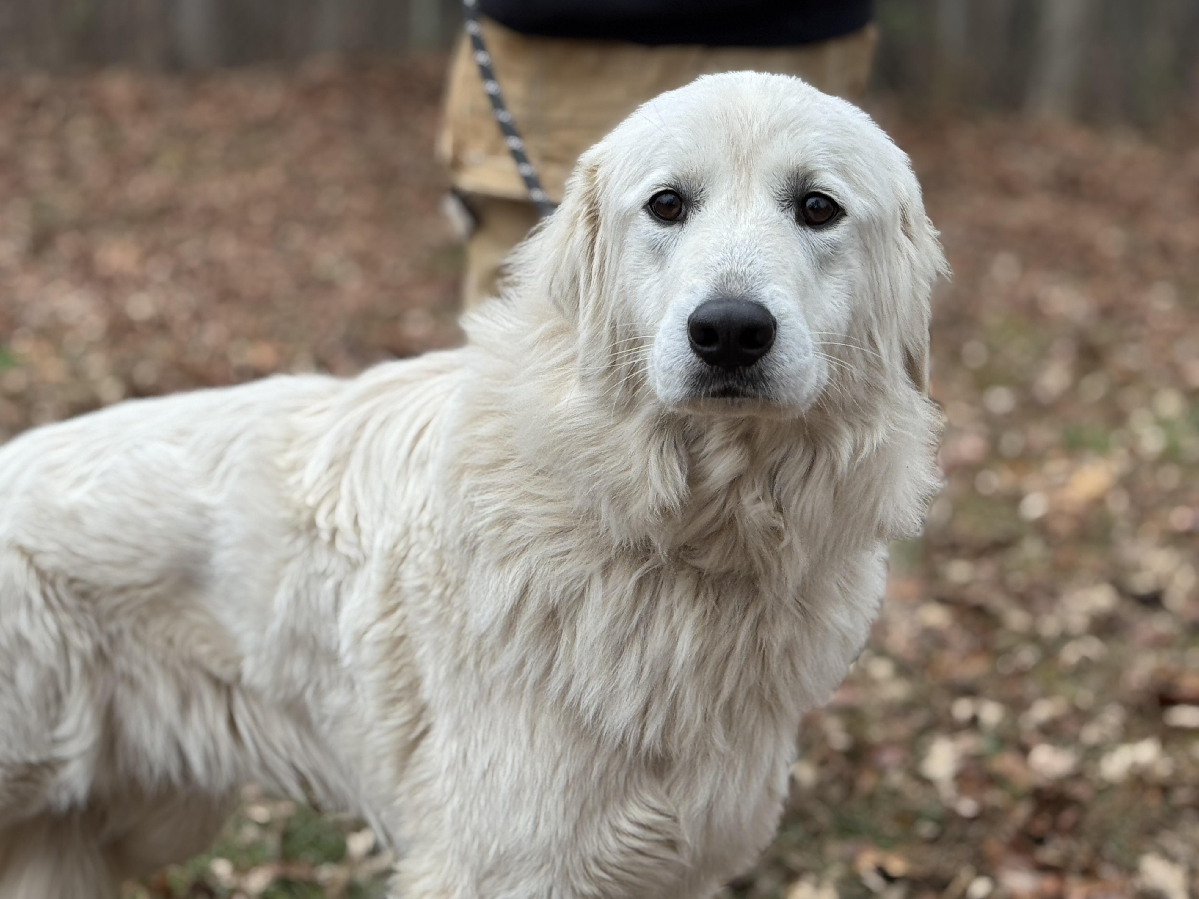Enlarge Sugar Lump, a ADOPTABLE mixed breed in Richmond, VA image 5/5