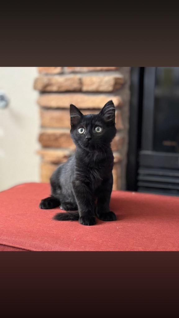 Enlarge Fortune, a Adoptable mixed breed in Peoria, AZ image 1/1