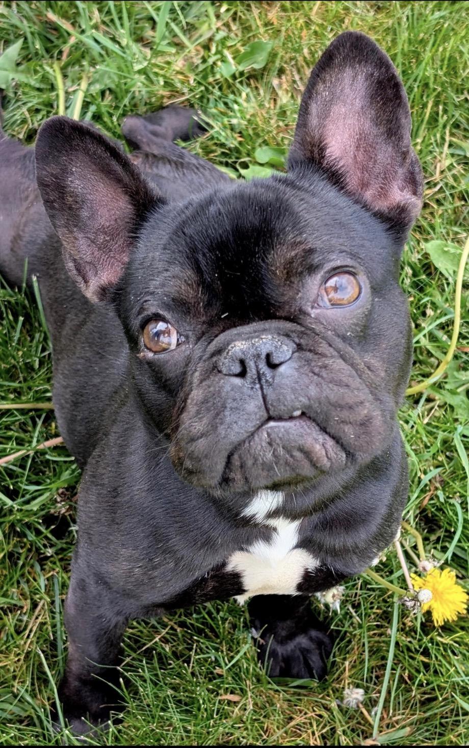Lola Belle, a ADOPTABLE French Bulldog in East Lansing, MI image 4/4