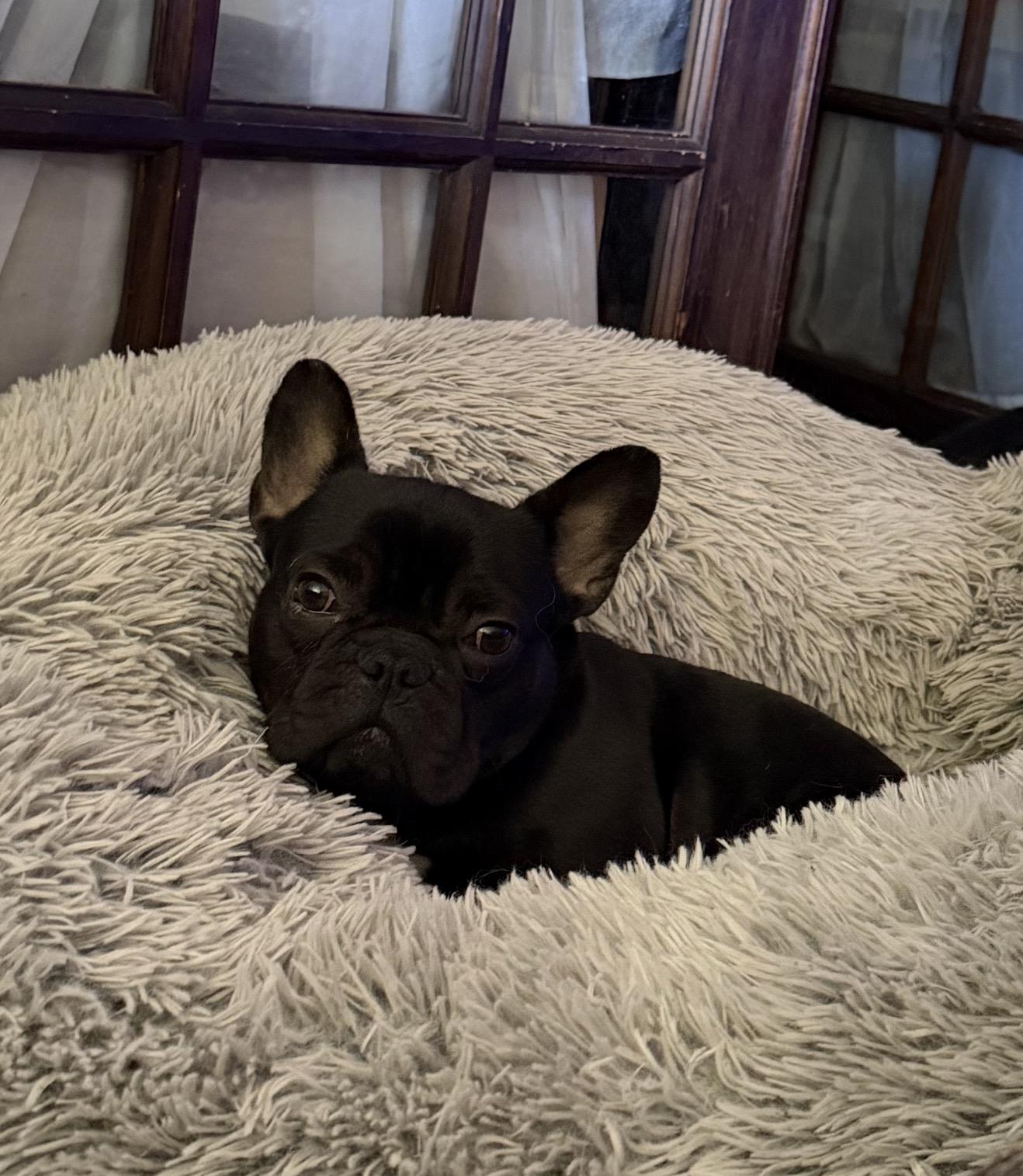 Lola Belle, a ADOPTABLE French Bulldog in East Lansing, MI image 2/4