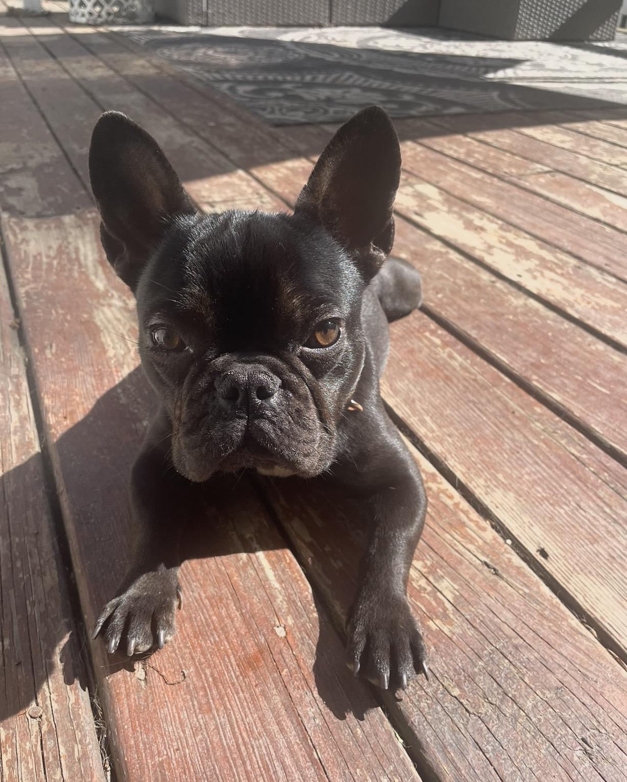 Lola Belle, ADOPTABLE, Young Female French Bulldog.