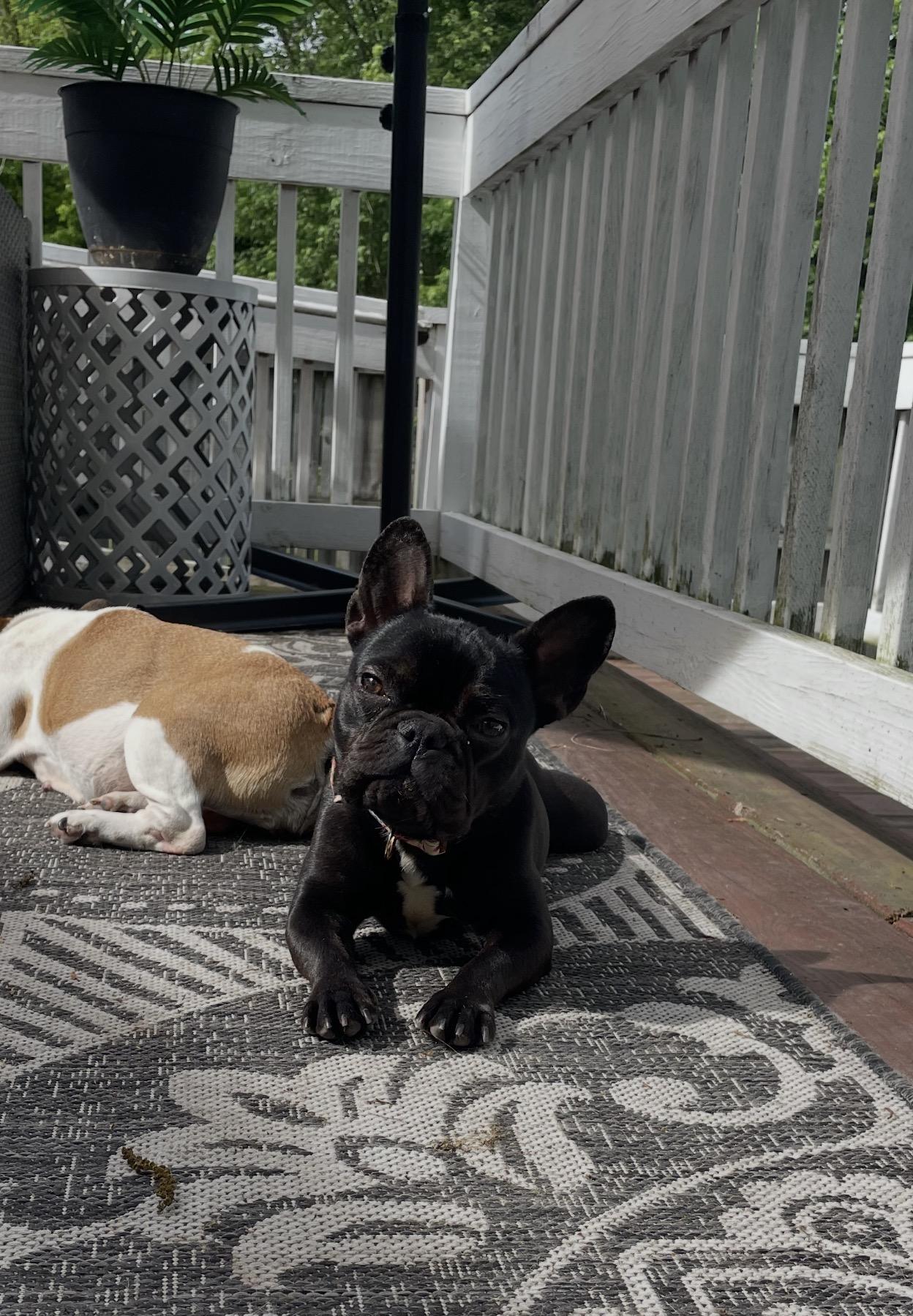 Lola Belle, a ADOPTABLE French Bulldog in East Lansing, MI image 3/4