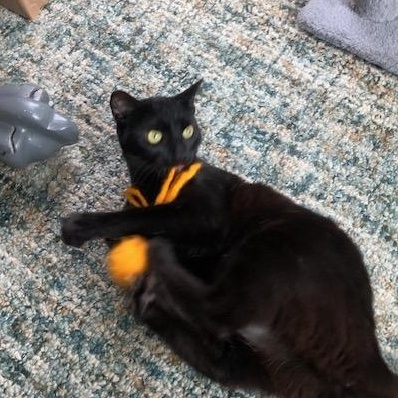 Enlarge Harley is a talker and lover!, an adopted Domestic Short Hair in Eagle Point, OR image 5/6