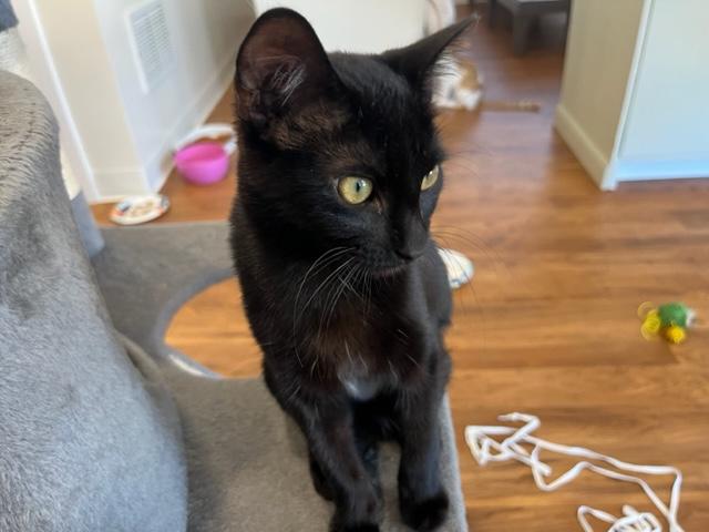 Enlarge Harley is a talker and lover!, an adopted Domestic Short Hair in Eagle Point, OR image 4/6