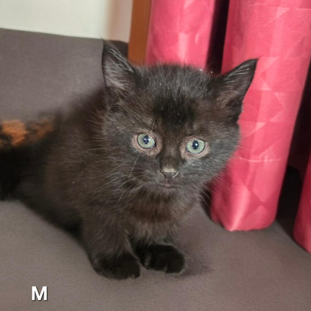 Enlarge Magnolia, a Adoptable Domestic Short Hair in Brevard, NC image 1/1