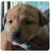 Enlarge Enya, a Adoptable mixed breed in Nucla, CO image 1/2