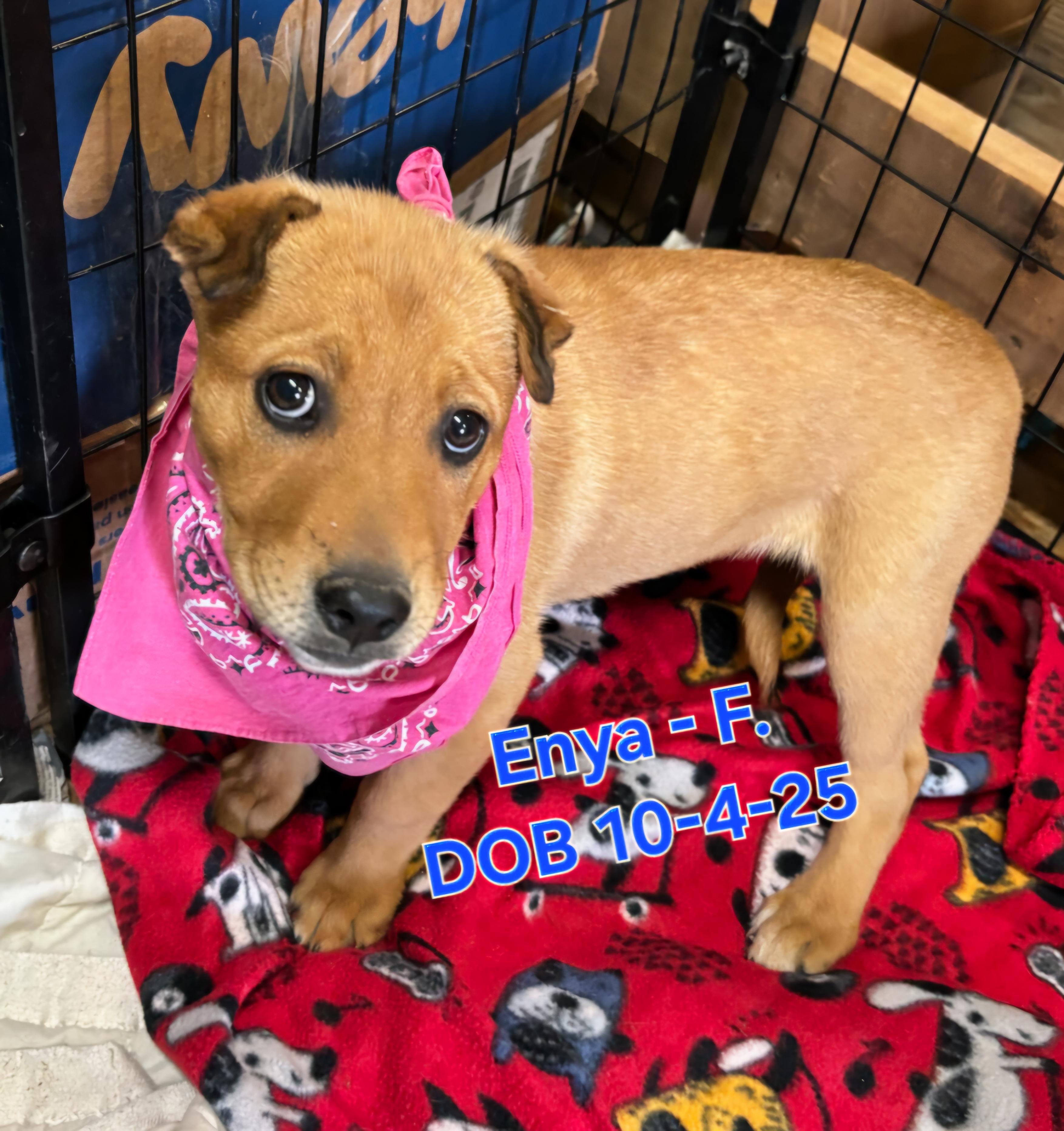 Enlarge Enya, a Adoptable mixed breed in Nucla, CO image 2/2