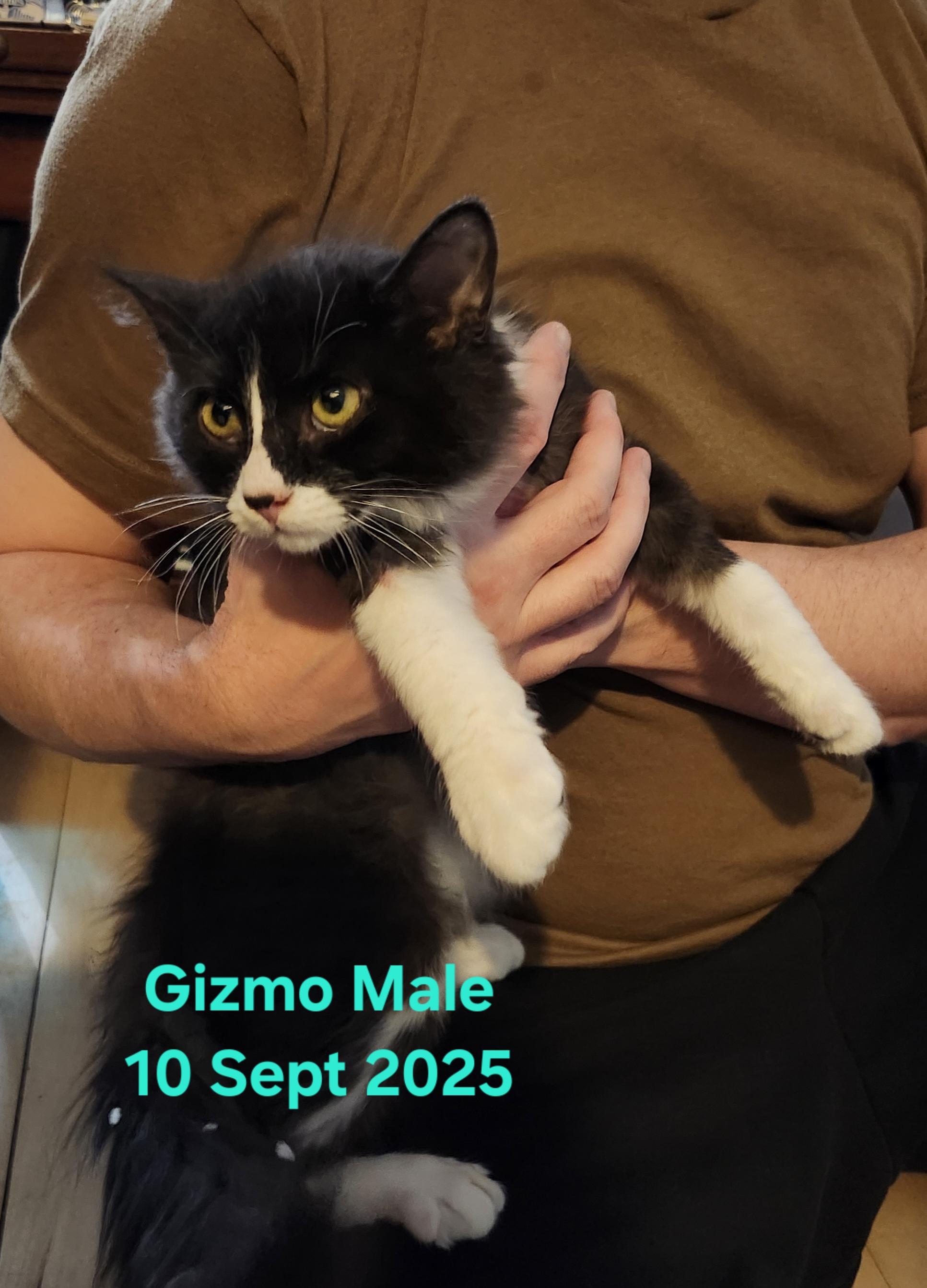 Gizmo, adopted, Kitten Male Domestic Medium Hair.