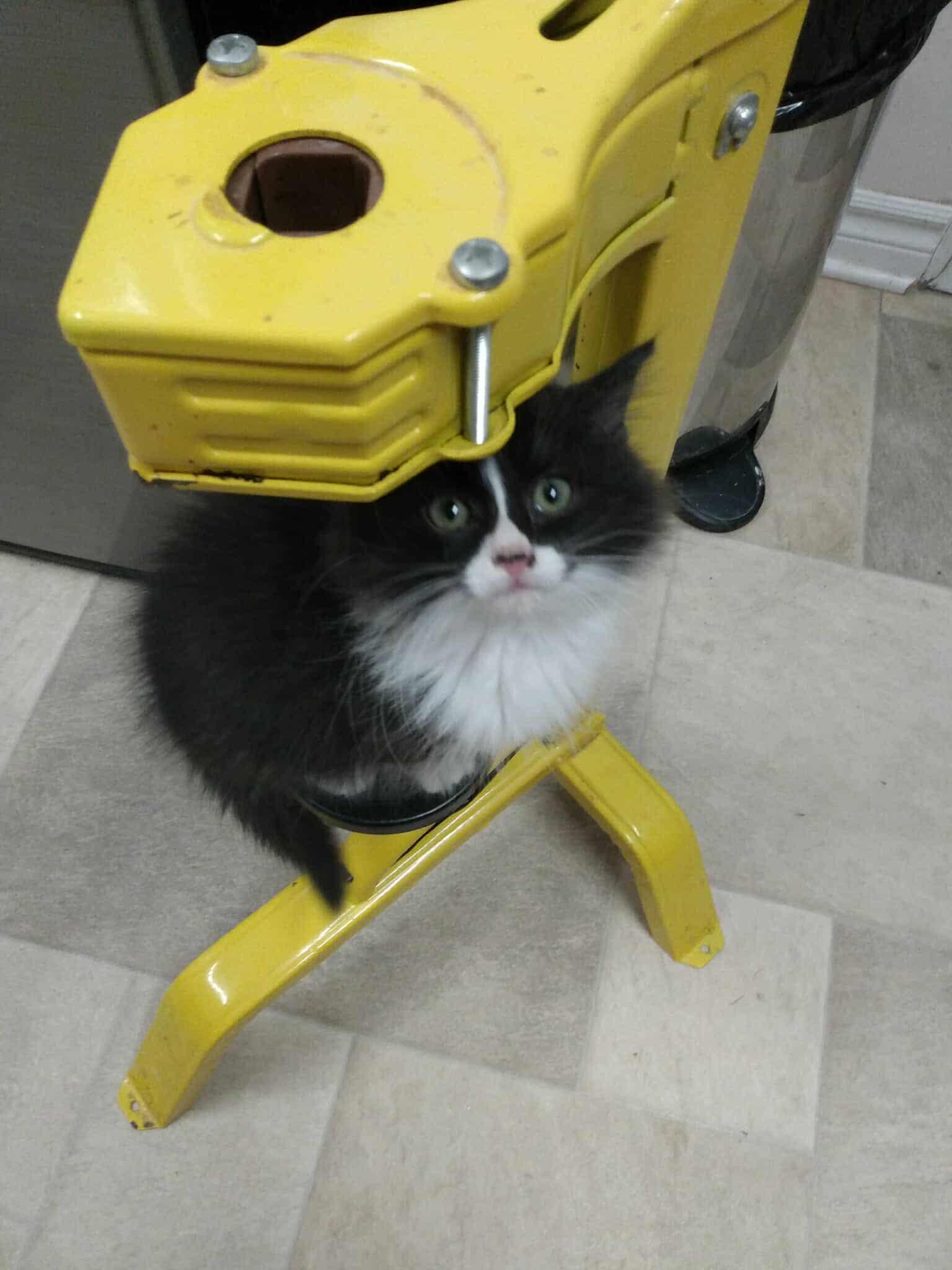 Gizmo, an adopted Domestic Medium Hair in Petawawa, ON image 2/2