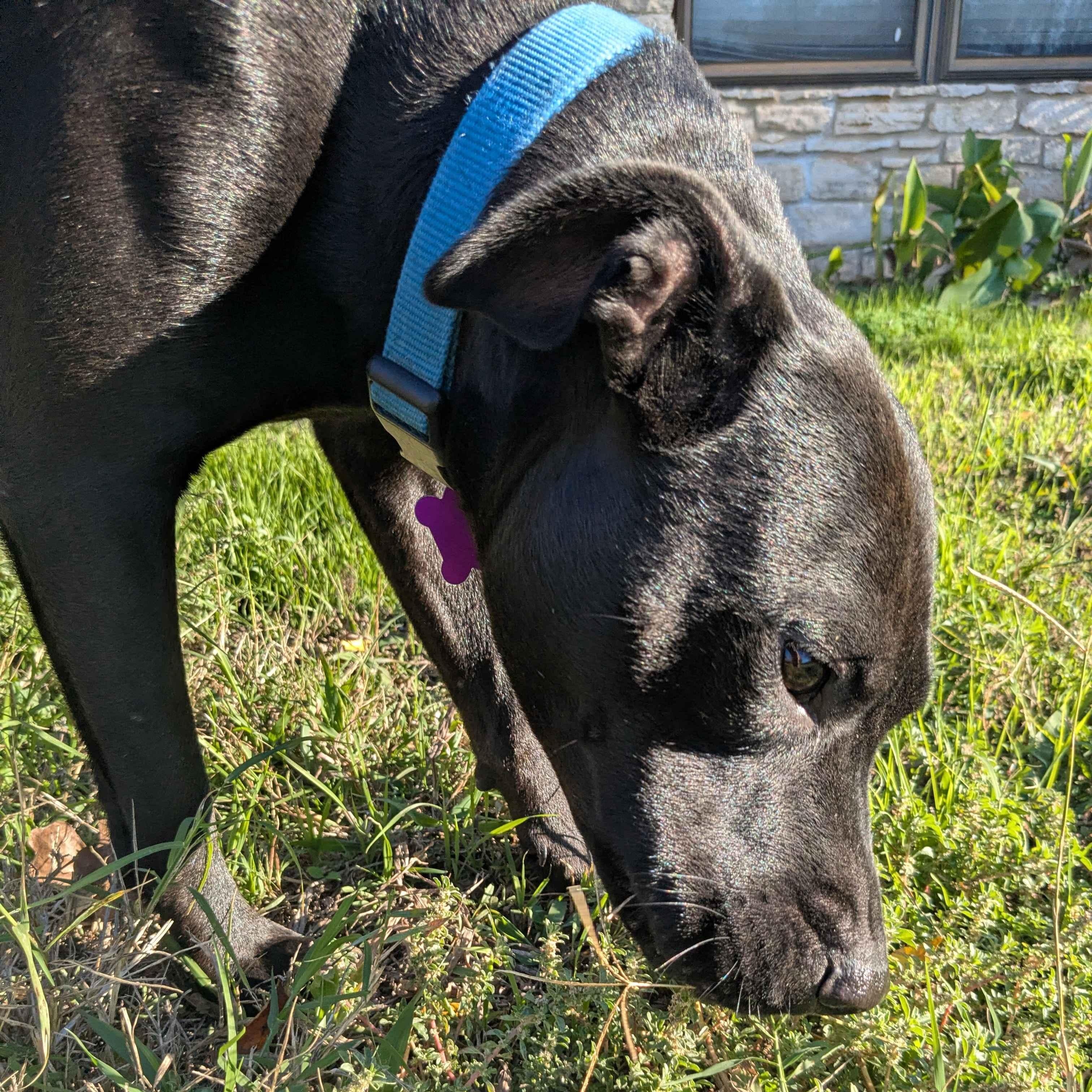 Pepper, a Adoptable mixed breed in Austin, TX image 3/6